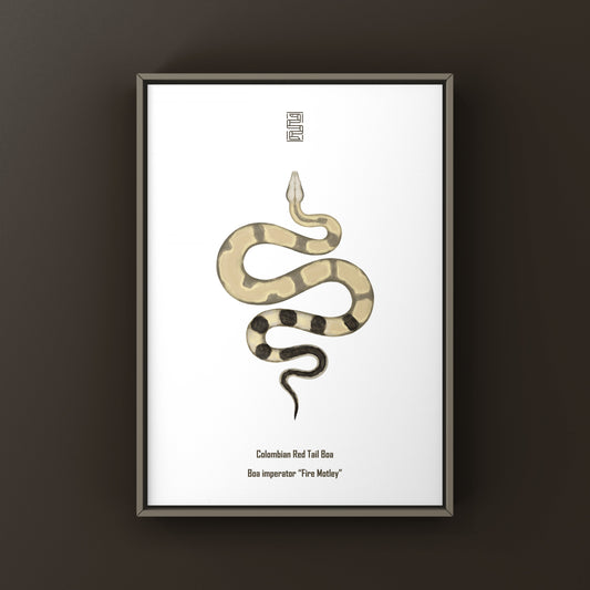 Colombian Red Tail Boa art print by The Silk Ranch featuring detailed illustration of Boa imperator in vibrant colors.