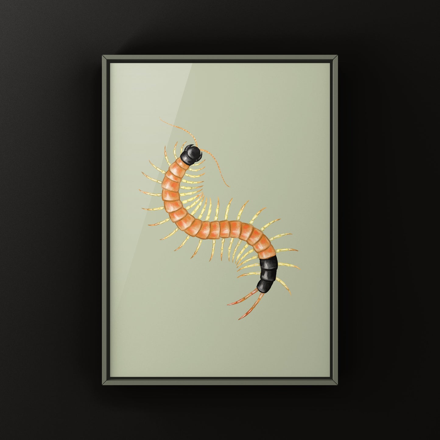 Arizona Desert Centipede art print by The Silk Ranch showing a detailed illustration of Scolopendra heros arizonensis on a neutral background.