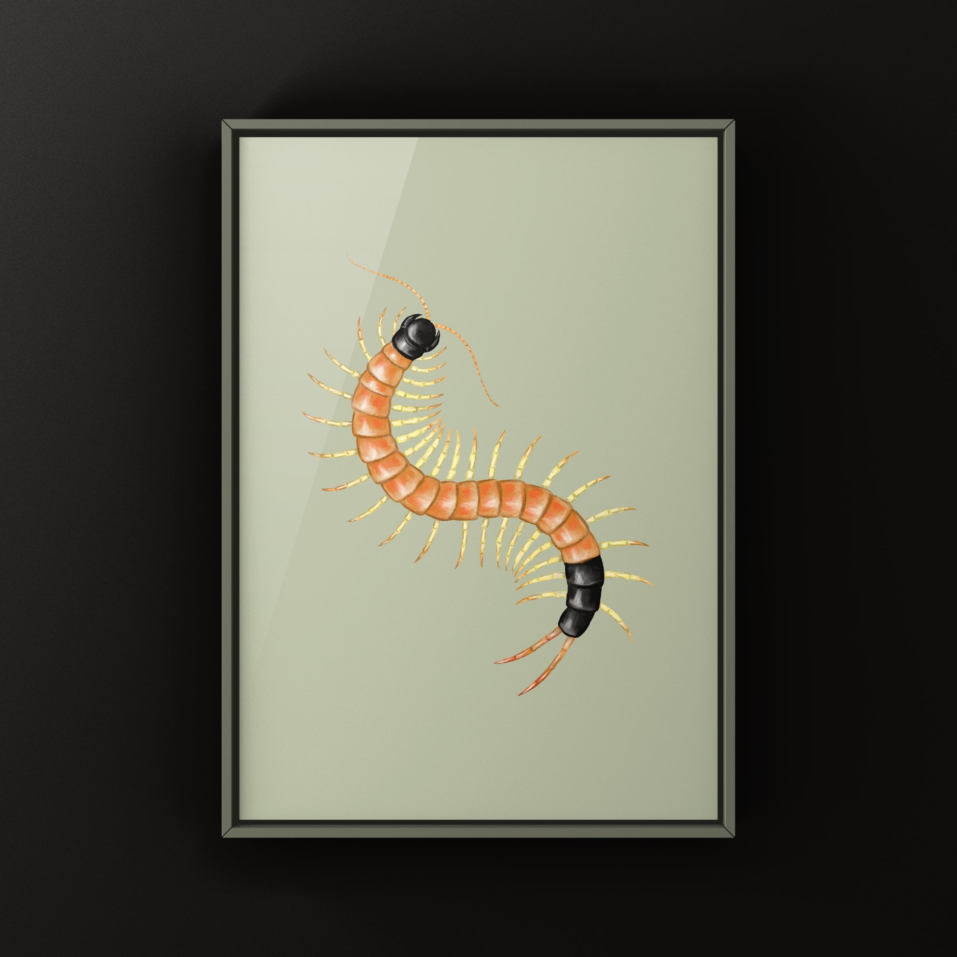 Arizona Desert Centipede art print by The Silk Ranch showing a detailed illustration of Scolopendra heros arizonensis on a neutral background.