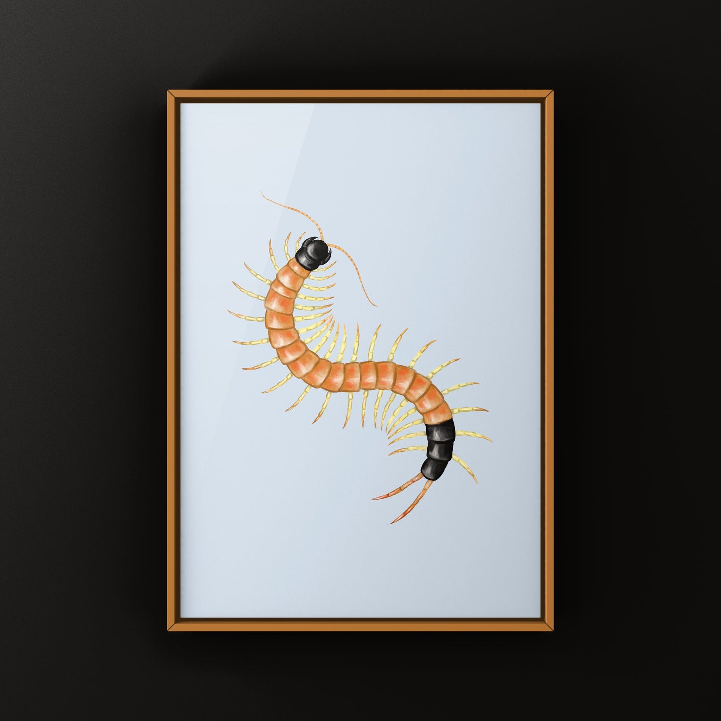 Arizona Desert Centipede art print featuring a detailed illustration of Scolopendra heros arizonensis by The Silk Ranch.