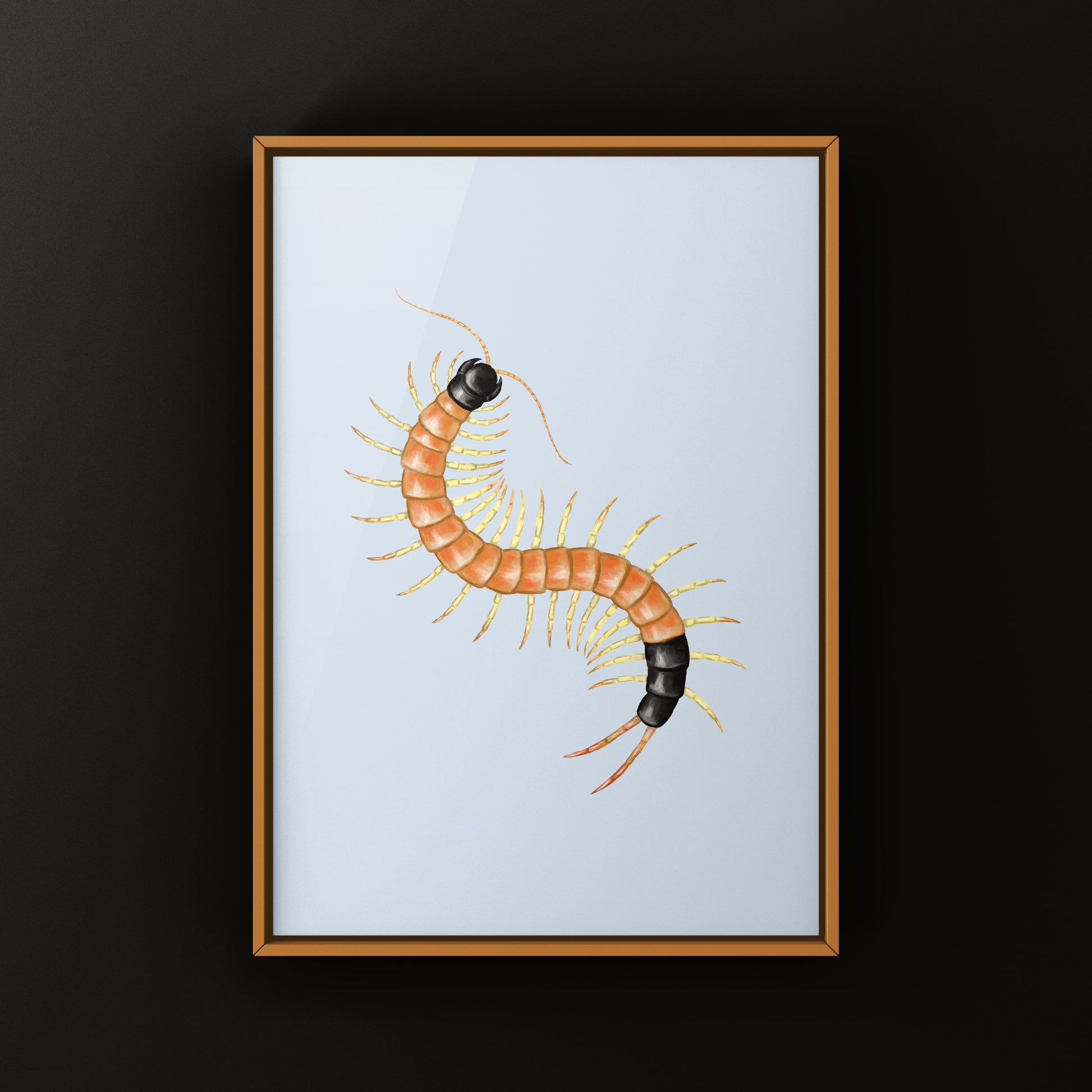 Arizona Desert Centipede art print featuring a detailed illustration of Scolopendra heros arizonensis by The Silk Ranch.