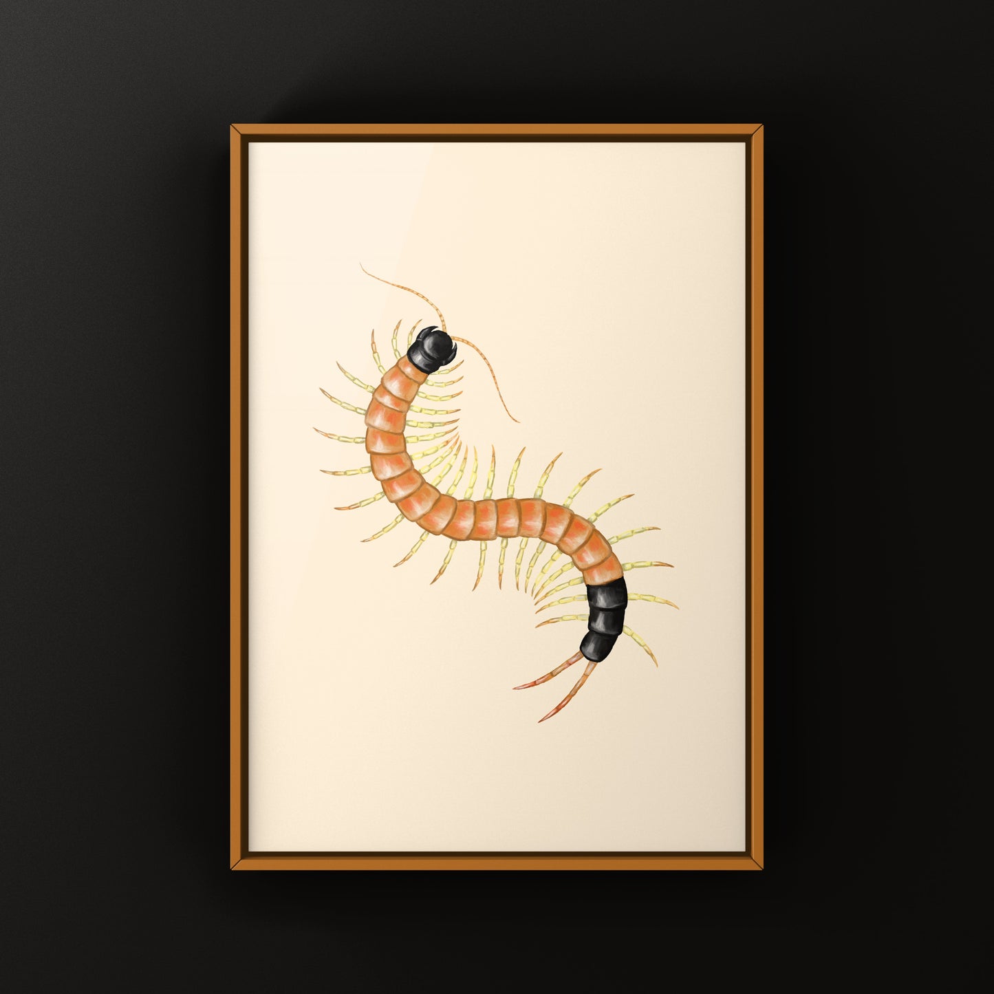 Arizona Desert Centipede art print by The Silk Ranch featuring detailed illustration of Scolopendra heros arizonensis.