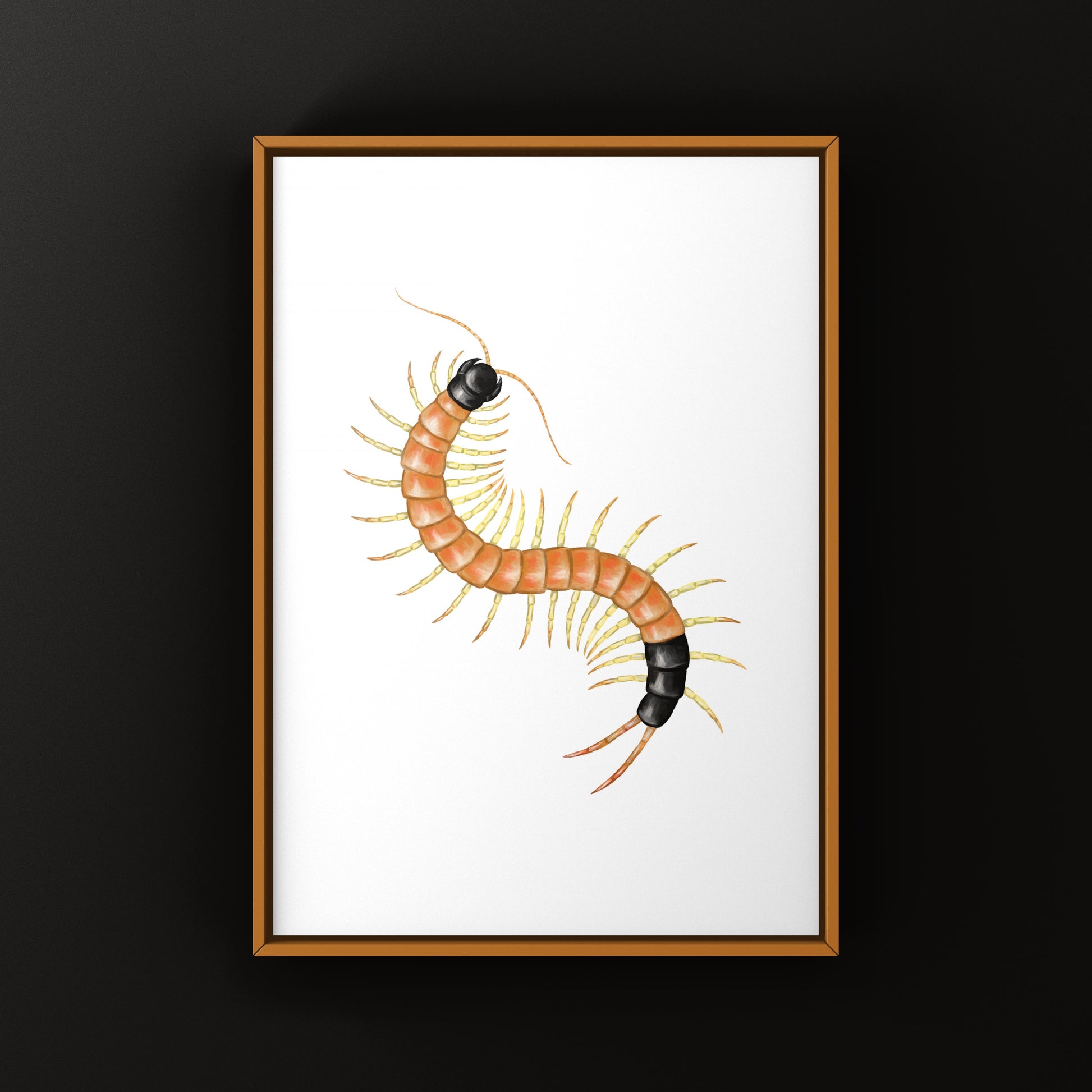 Arizona Desert Centipede art print by The Silk Ranch, featuring detailed Scolopendra heros arizonensis illustration.