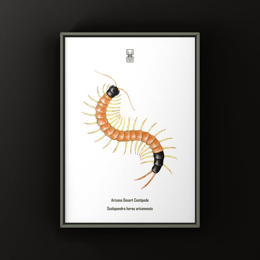Arizona Desert Centipede art print by The Silk Ranch showing a detailed illustration of Scolopendra heros arizonensis on a neutral background.