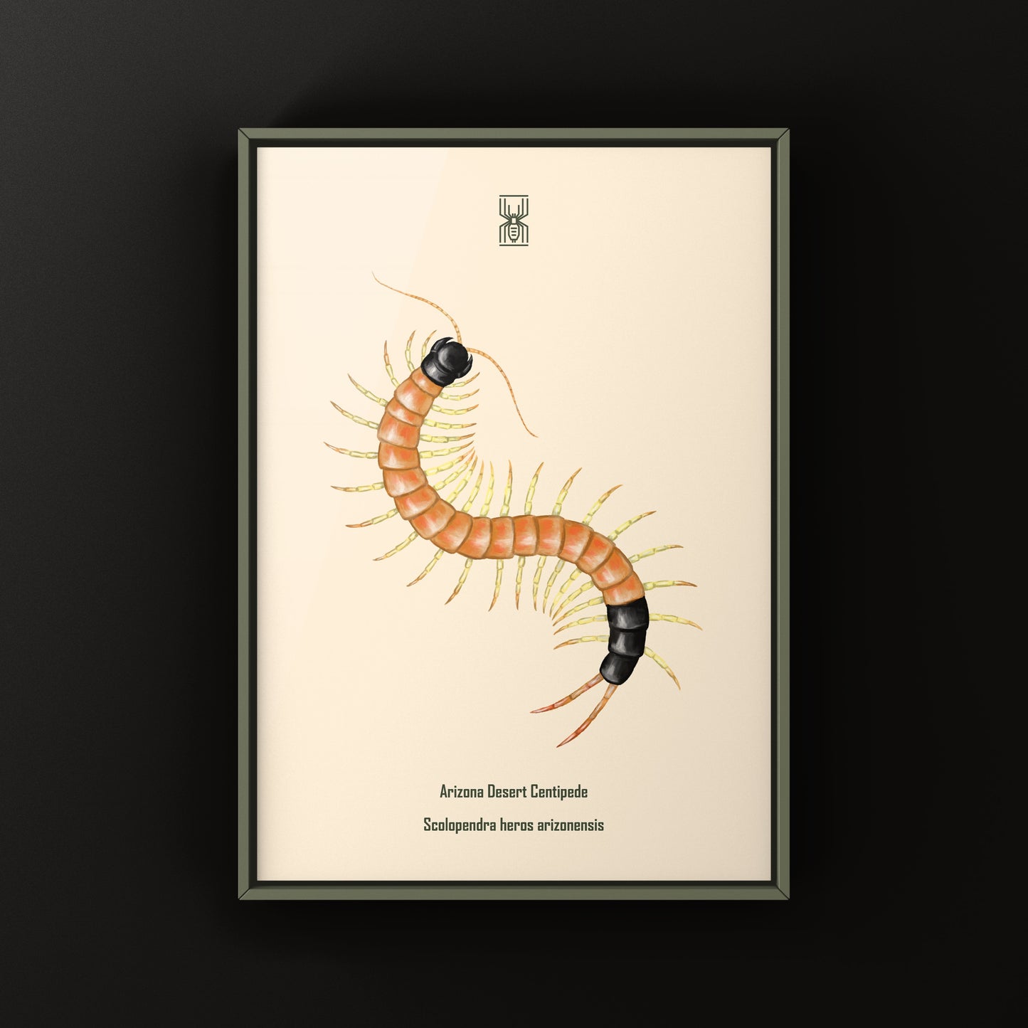 Arizona Desert Centipede art print by The Silk Ranch showing a detailed illustration of Scolopendra heros arizonensis on a neutral background.
