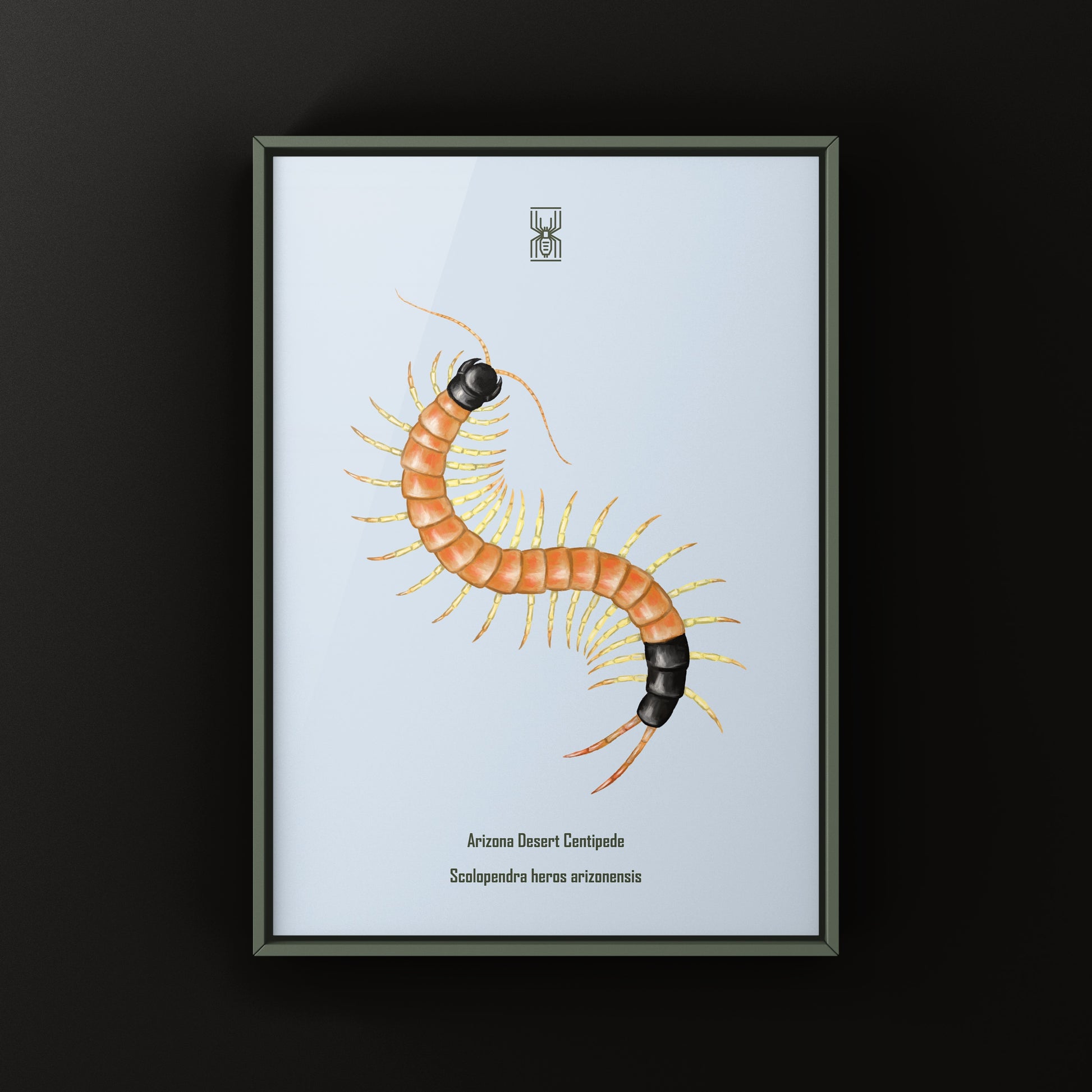 Arizona Desert Centipede art print by The Silk Ranch featuring detailed Scolopendra heros arizonensis illustration.