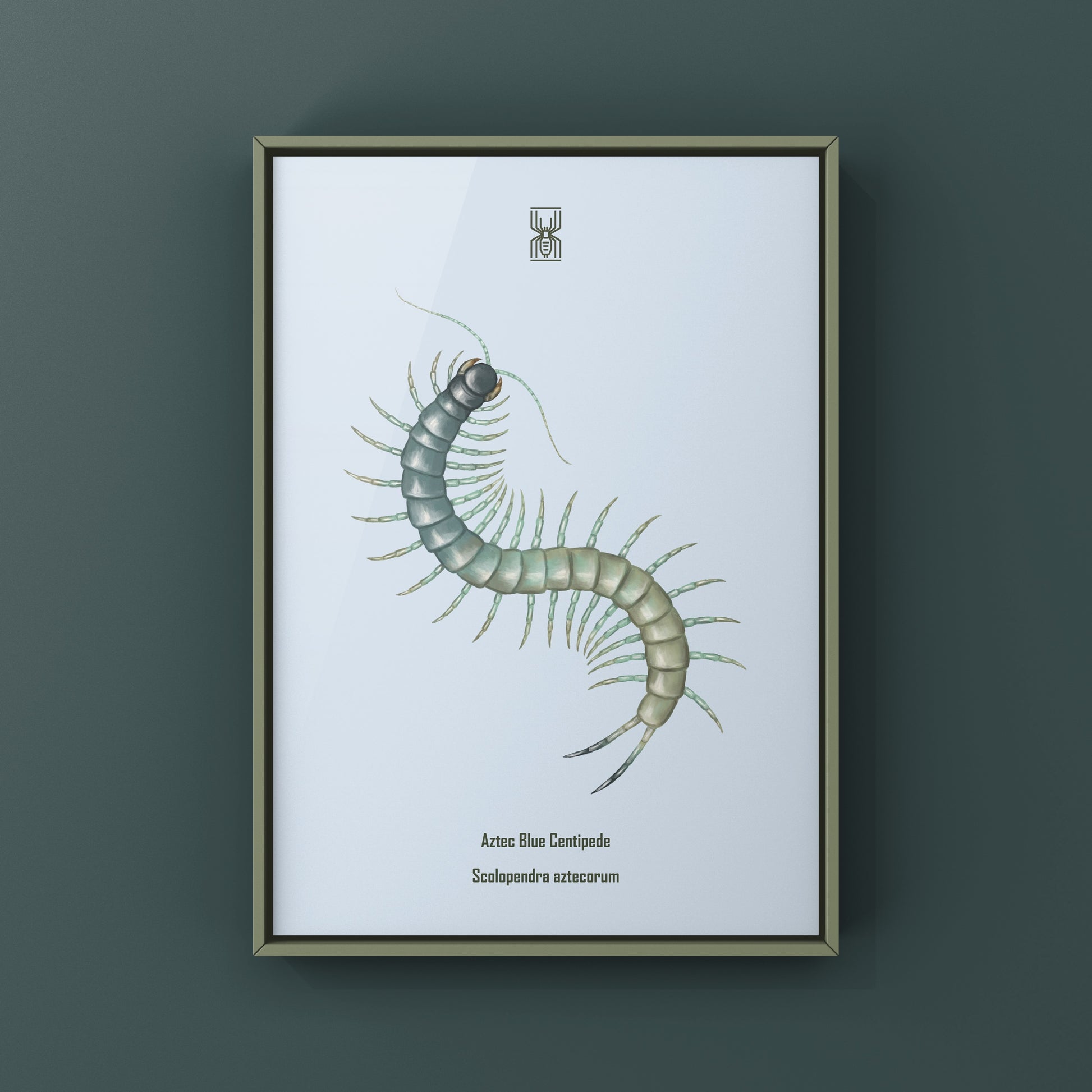 Aztec Blue Centipede art print by The Silk Ranch showcasing a detailed illustration of Scolopendra aztecorum on a neutral background.