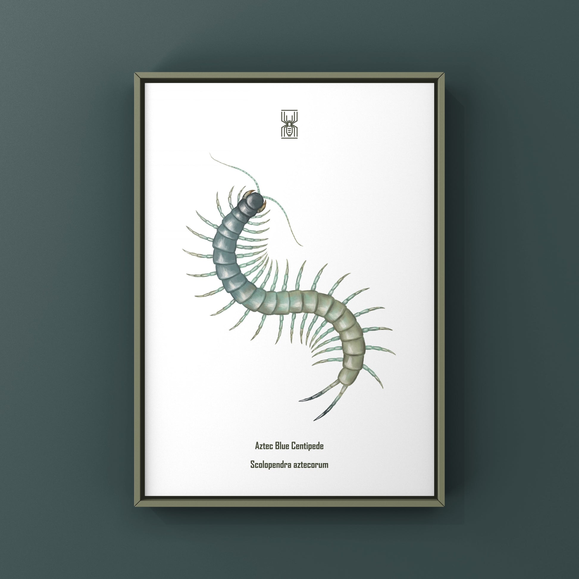 Aztec Blue Centipede art print by The Silk Ranch showing a detailed illustration of a Scolopendra aztecorum centipede on white background.