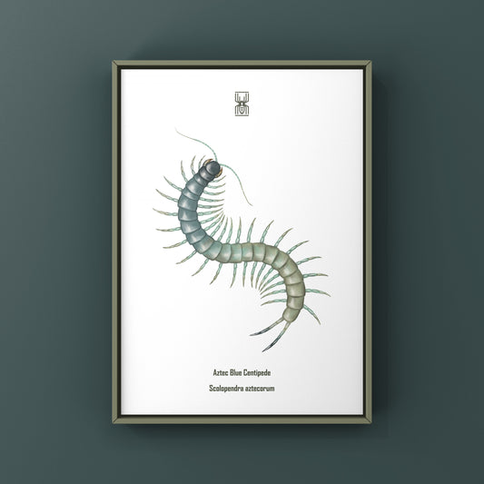 Aztec Blue Centipede art print by The Silk Ranch showing a detailed illustration of a Scolopendra aztecorum centipede on white background.