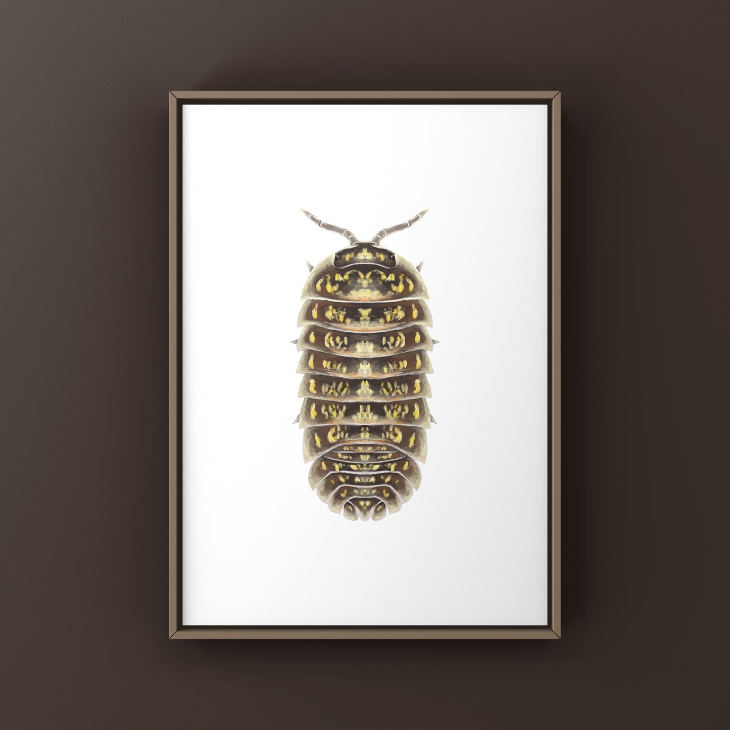 Variegated Pill Isopod Armadillidium versicolor art print featuring colorful, detailed illustrations of the Polska isopod species.