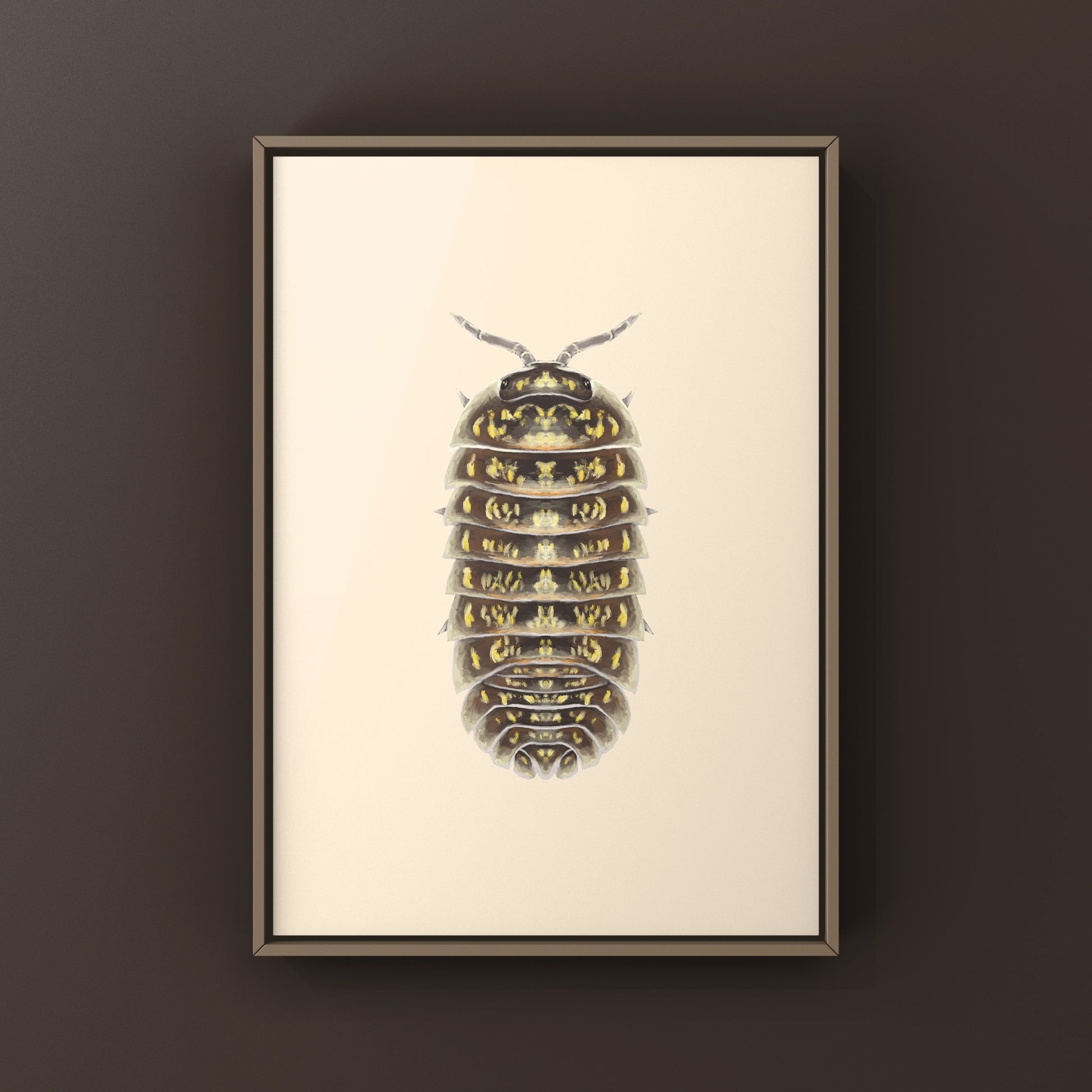 Variegated Pill Isopod Armadillidium versicolor art print showing detailed illustration of colorful isopod on white background