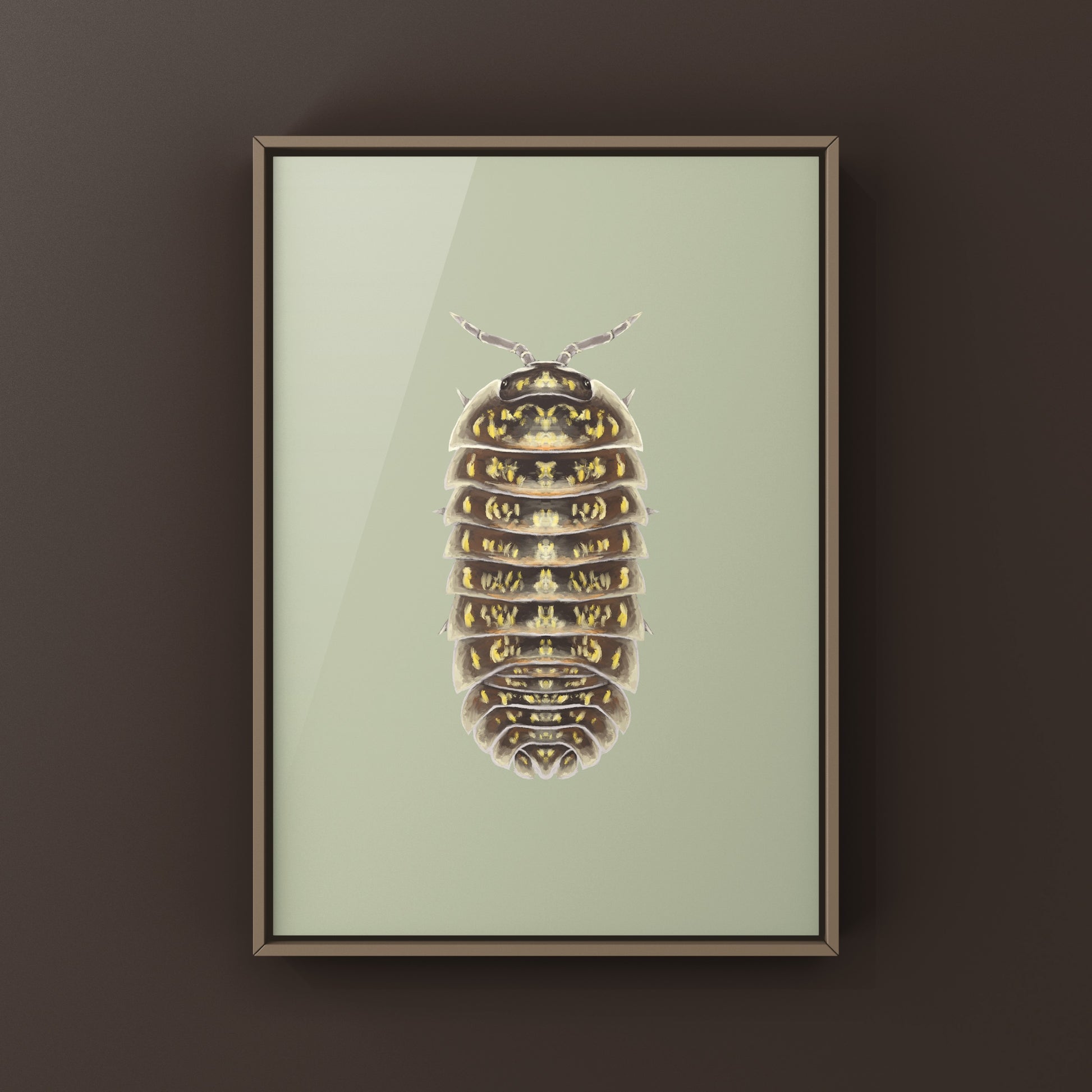 Variegated Pill Isopod Armadillidium versicolor art print featuring colorful, detailed isopod illustration on white background.