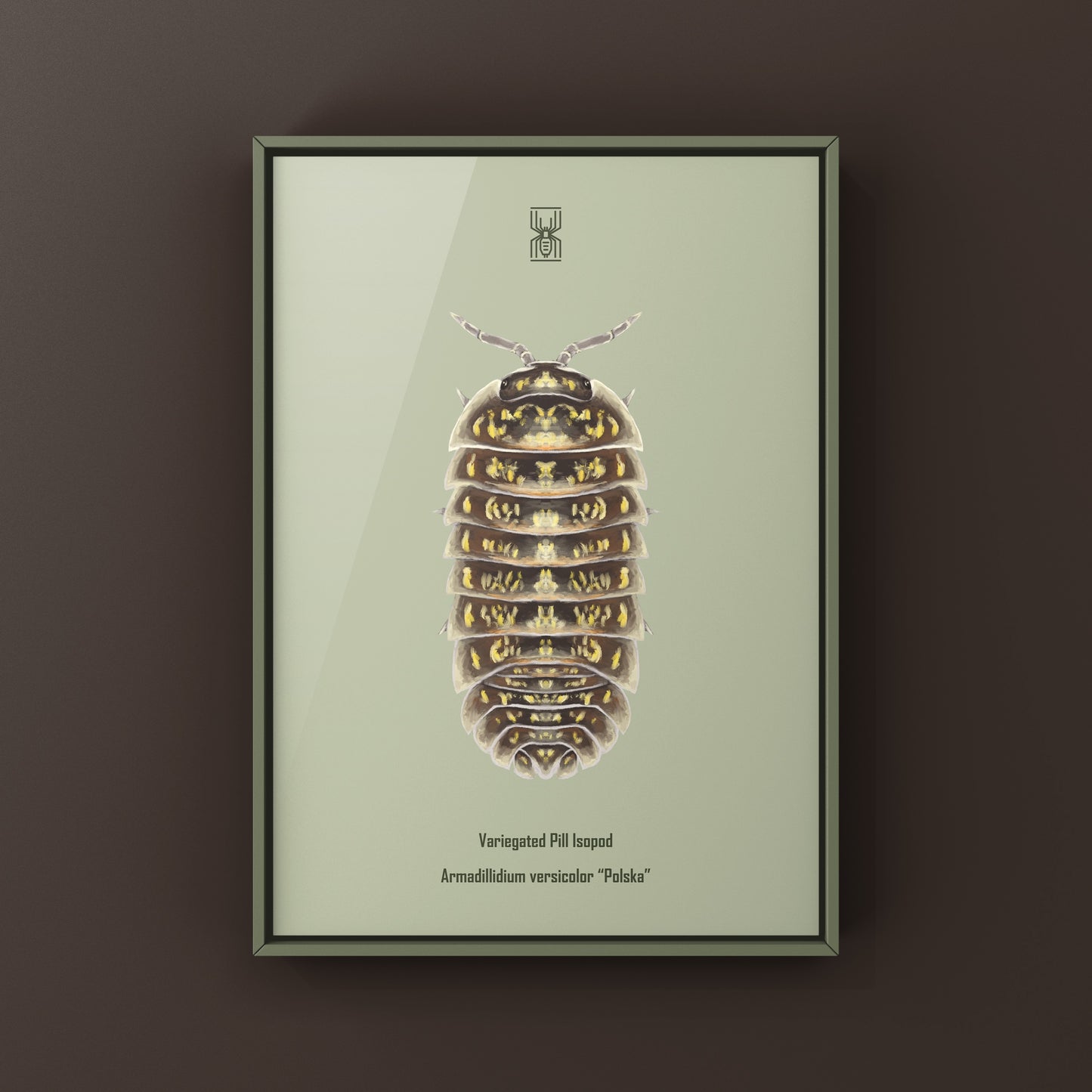 Variegated Pill Isopod Armadillidium versicolor art print featuring colorful isopods on a natural background, by The Silk Ranch.