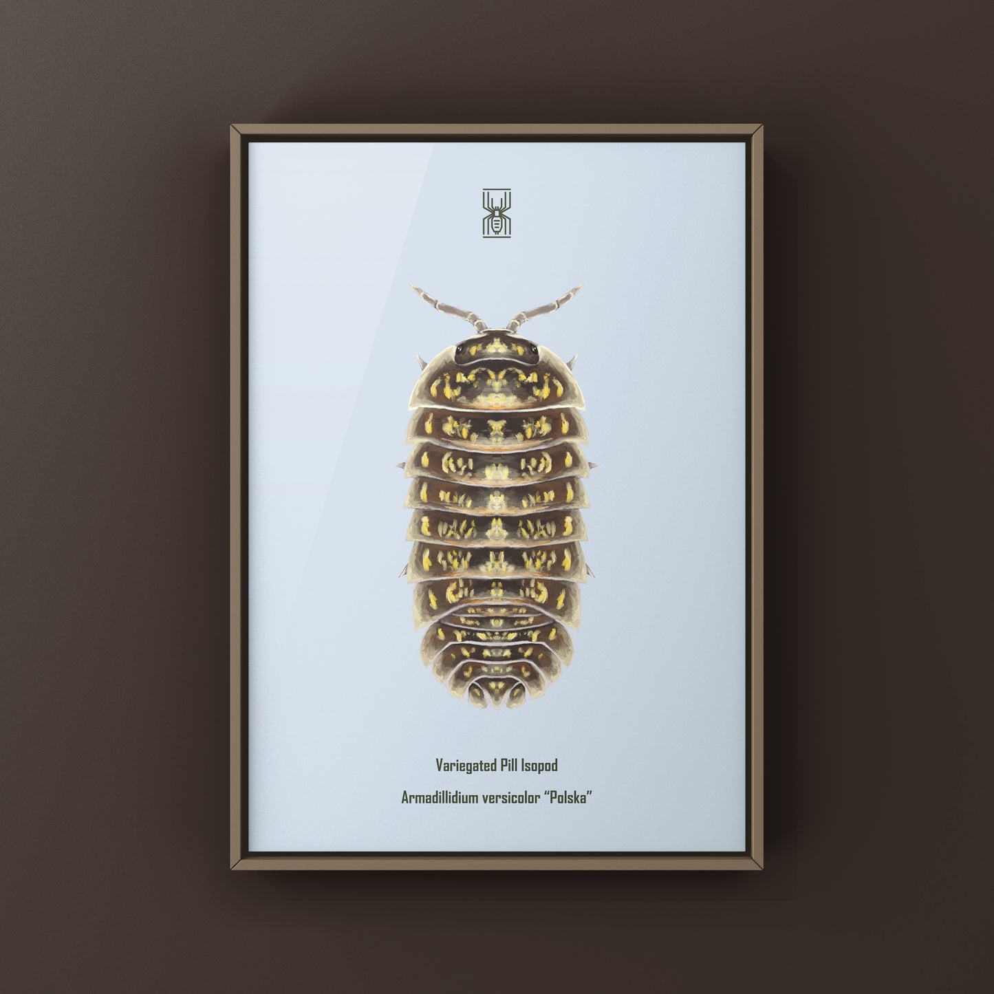 Variegated Pill Isopod Armadillidium versicolor "Polska" art print featuring colorful, detailed isopod illustration by The Silk Ranch.