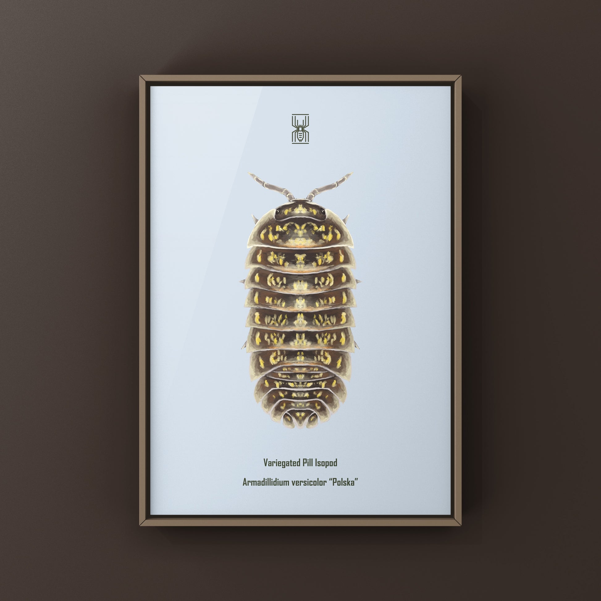 Variegated Pill Isopod Armadillidium versicolor "Polska" art print featuring colorful, detailed isopod illustration by The Silk Ranch.