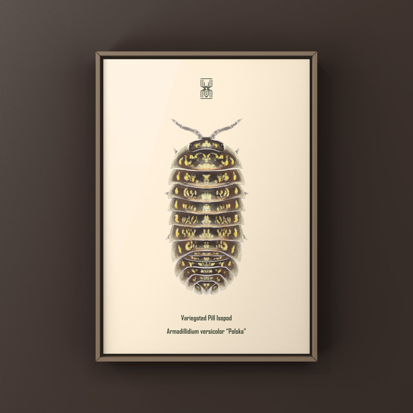 Variegated Pill Isopod Armadillidium versicolor art print featuring colorful, detailed isopod illustration on white background.