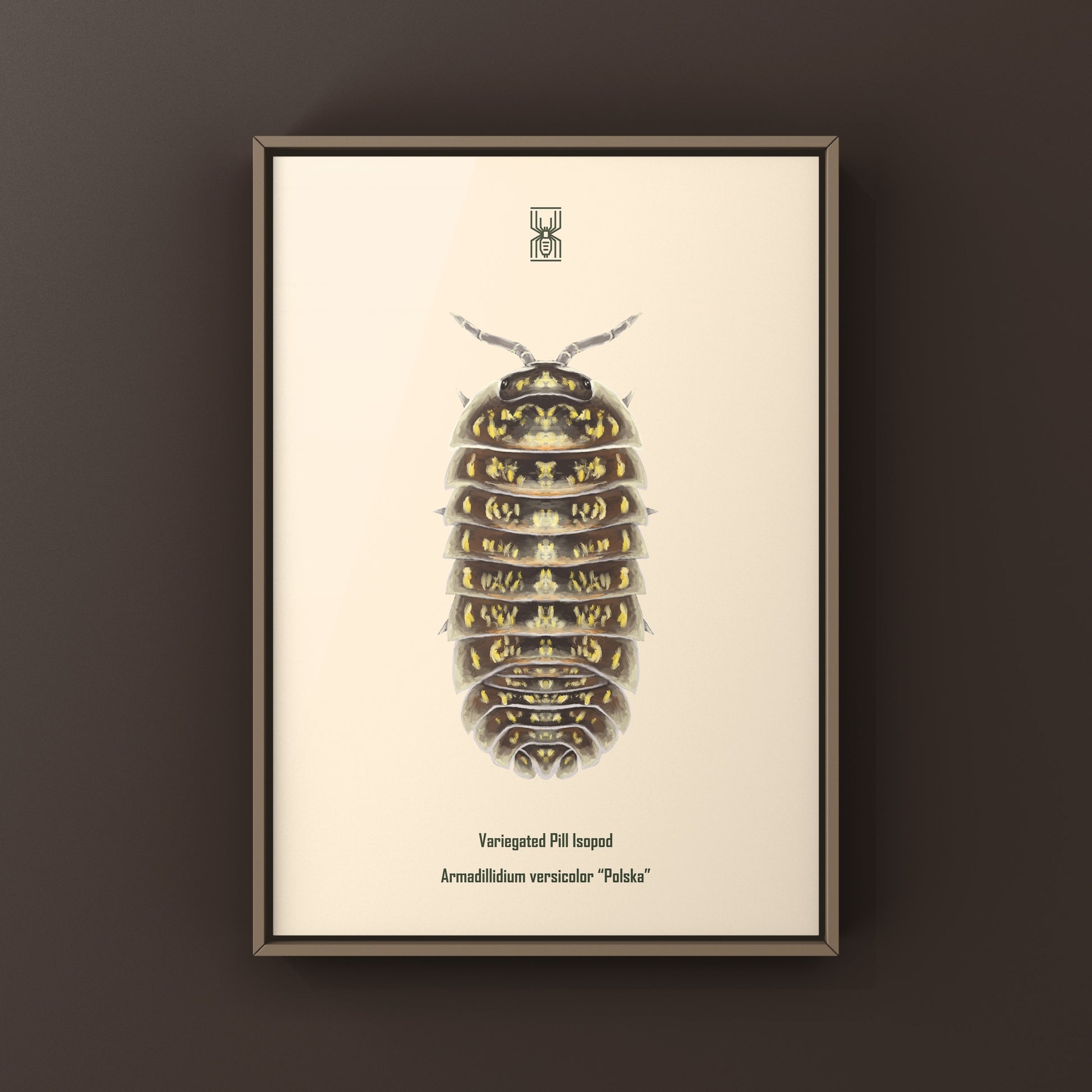 Variegated Pill Isopod Armadillidium versicolor art print featuring colorful, detailed isopod illustration on white background.