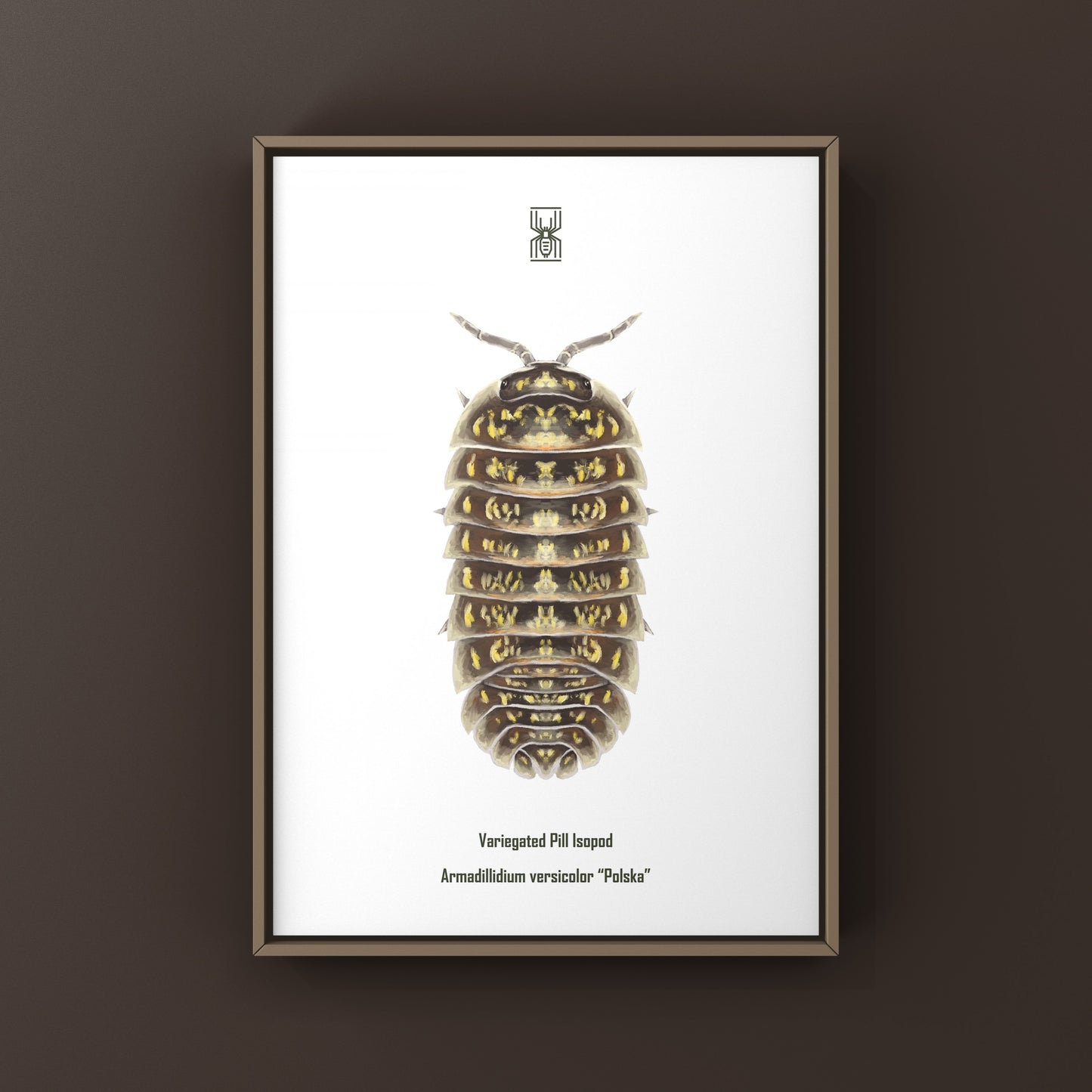 Variegated Pill Isopod Art Print featuring Armadillidium versicolor "Polska" by The Silk Ranch, showcasing detailed natural illustration.