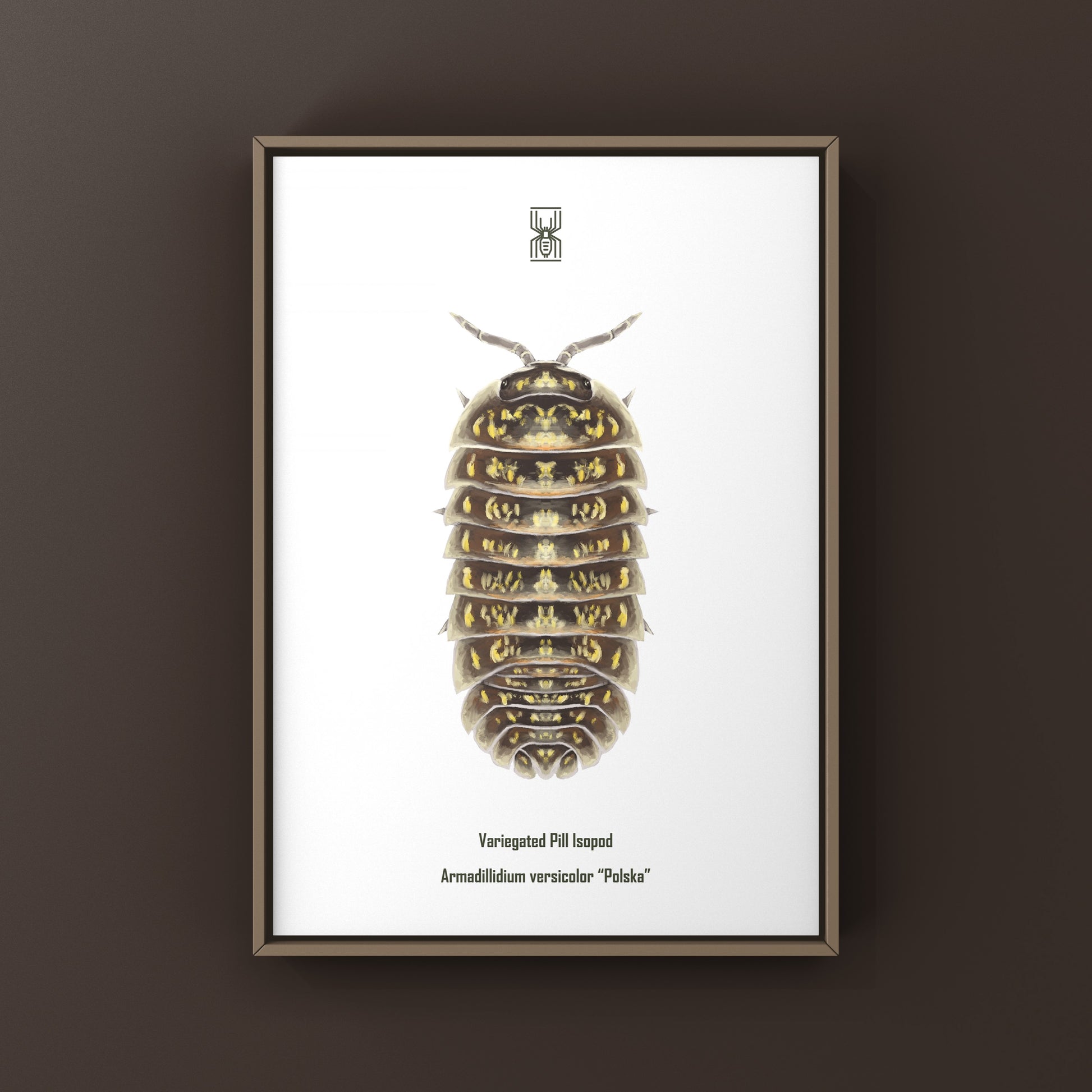 Variegated Pill Isopod Art Print featuring Armadillidium versicolor "Polska" by The Silk Ranch, showcasing detailed natural illustration.