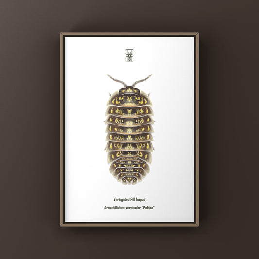 Variegated Pill Isopod Art Print (Armadillidium versicolor "Polska") from The Silk Ranch