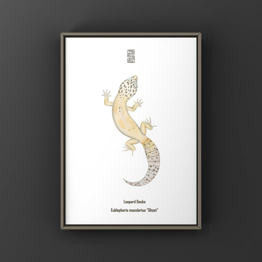 Ghost leopard gecko art print featuring Eublepharis macularius, displayed on a neutral background, by The Silk Ranch.