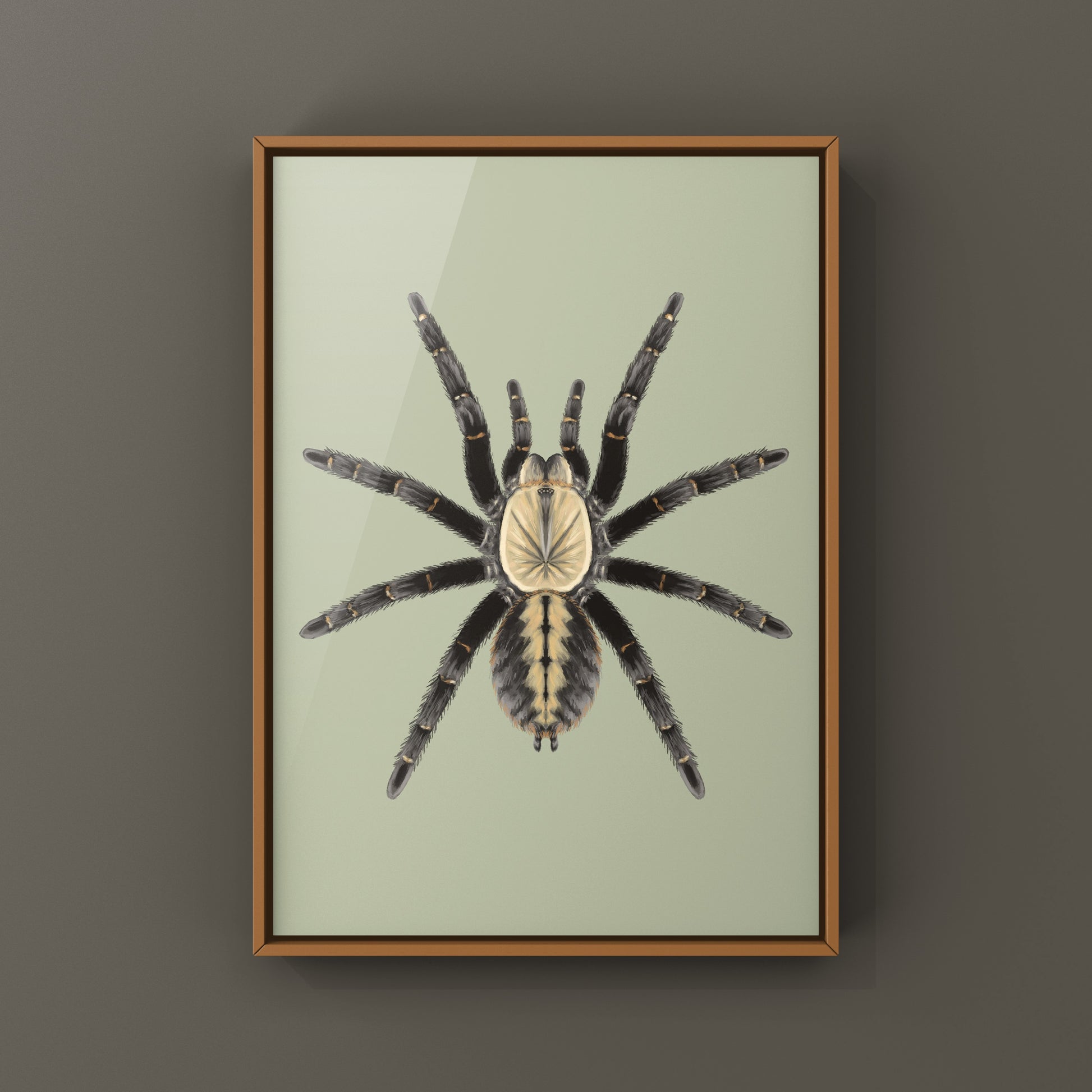 Art print of a Bach Ma Earth Tiger Tarantula (Cyriopagopus sp.) by The Silk Ranch, showcasing detailed spider artwork.