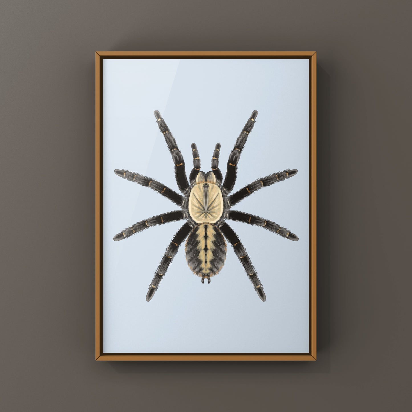 Bach Ma Earth Tiger Tarantula art print by The Silk Ranch featuring detailed illustration of Cyriopagopus sp. tarantula on a white background
