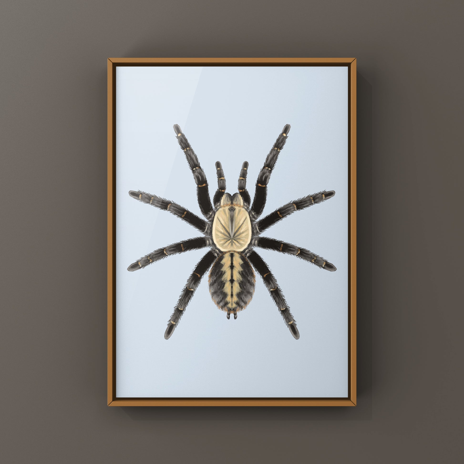 Bach Ma Earth Tiger Tarantula art print by The Silk Ranch featuring detailed illustration of Cyriopagopus sp. tarantula on a white background