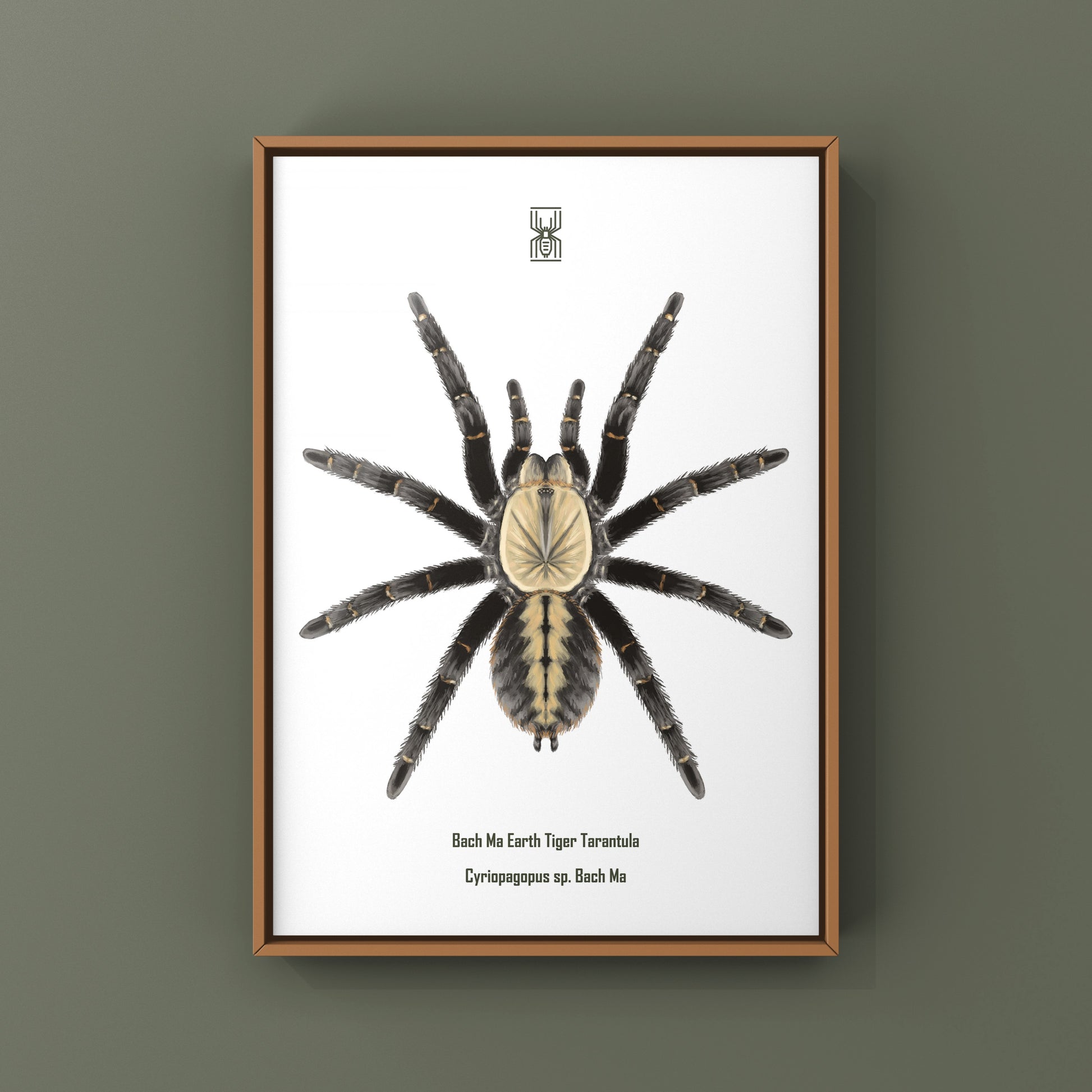 Bach Ma Earth Tiger Tarantula art print by The Silk Ranch featuring detailed illustration of Cyriopagopus sp. tarantula