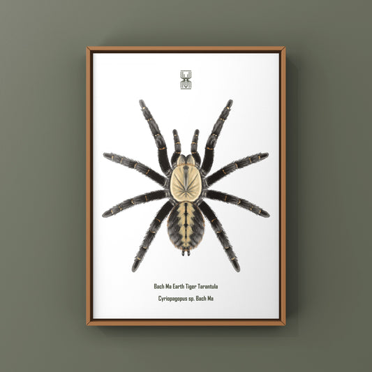 Bach Ma Earth Tiger Tarantula art print by The Silk Ranch featuring detailed illustration of Cyriopagopus sp. tarantula