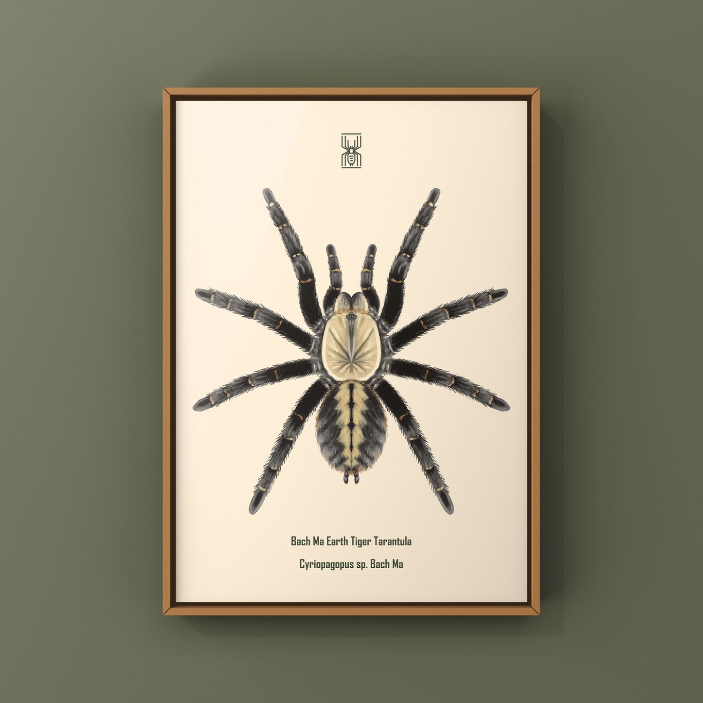 Bach Ma Earth Tiger Tarantula art print by The Silk Ranch, showcasing detailed illustration of Cyriopagopus sp. tarantula on white background