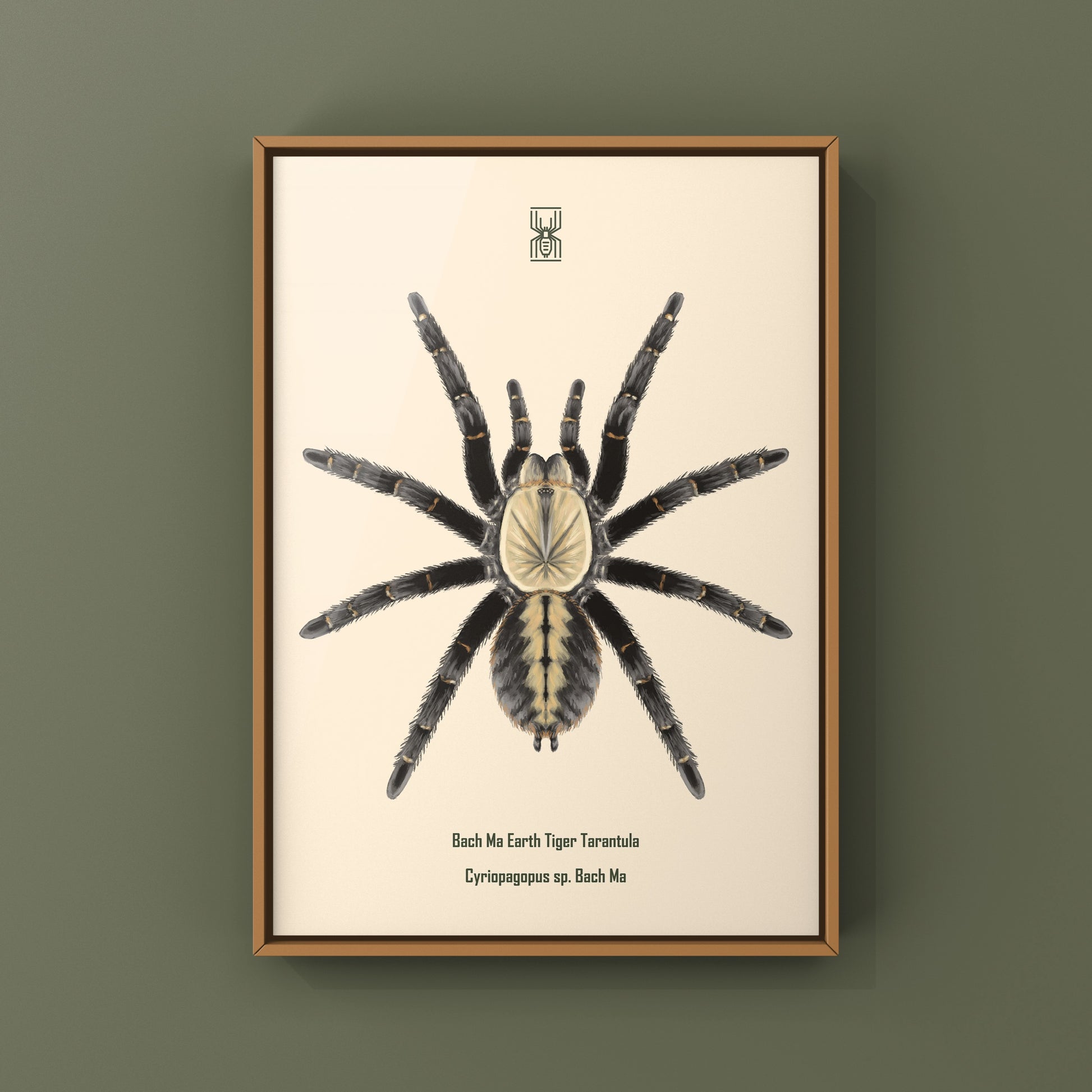Bach Ma Earth Tiger Tarantula art print by The Silk Ranch, showcasing detailed illustration of Cyriopagopus sp. tarantula on white background