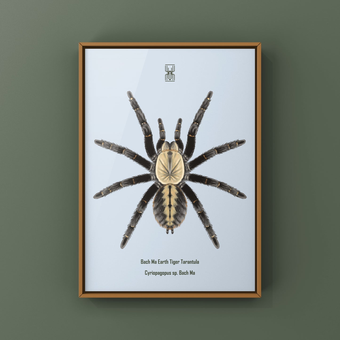 Bach Ma Earth Tiger Tarantula art print by The Silk Ranch featuring detailed illustration of Cyriopagopus sp. tarantula on textured paper