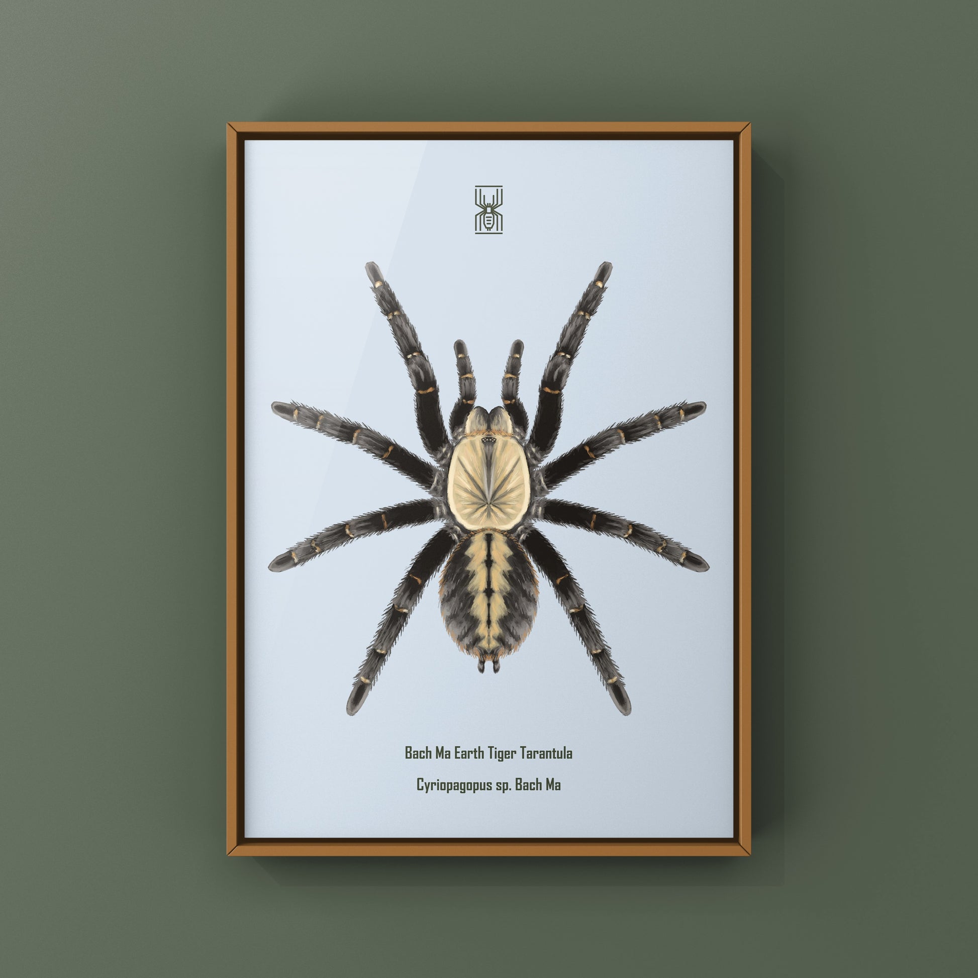 Bach Ma Earth Tiger Tarantula art print by The Silk Ranch featuring detailed illustration of Cyriopagopus sp. tarantula on textured paper