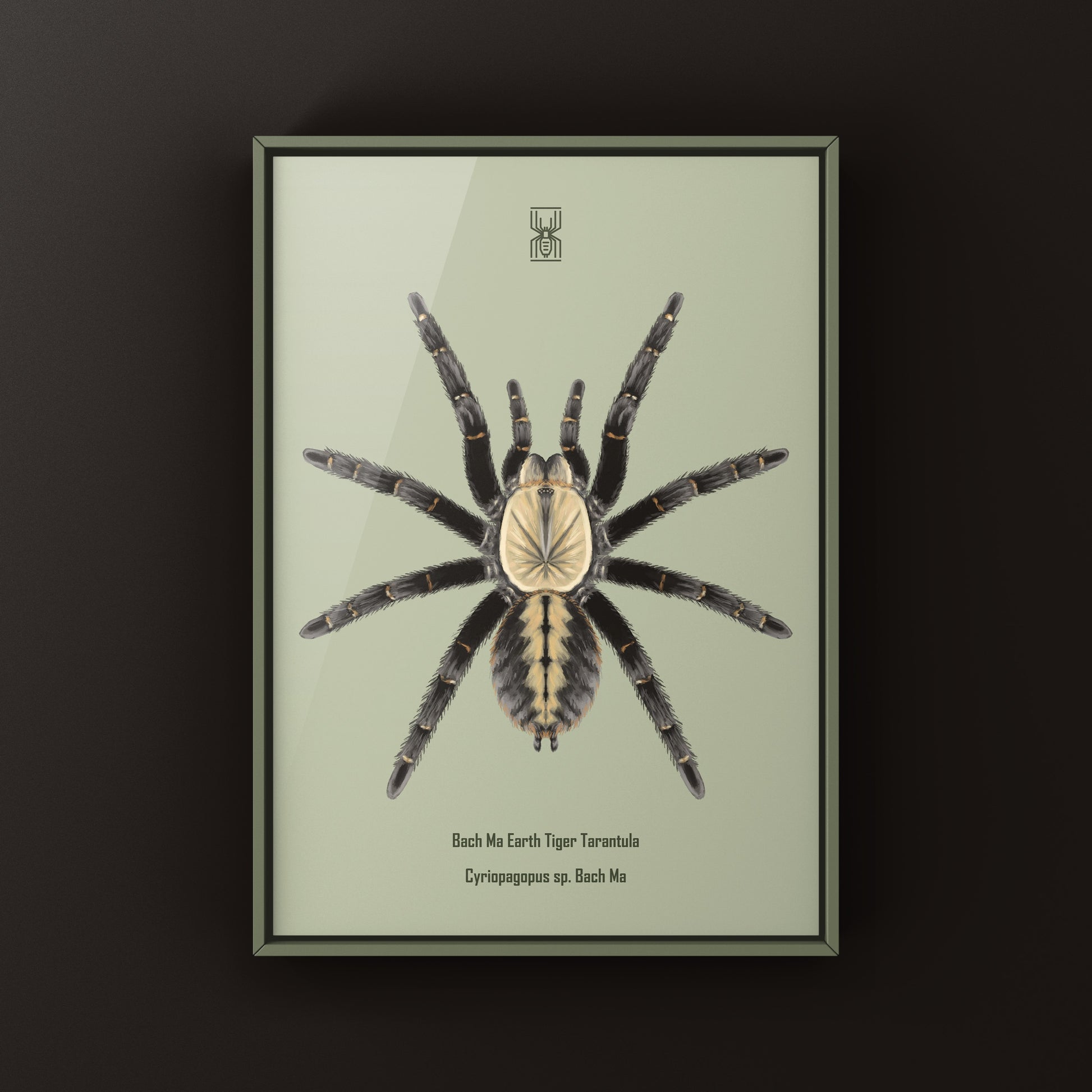 Bach Ma Earth Tiger Tarantula art print featuring detailed illustration of Cyriopagopus sp. tarantula on textured paper