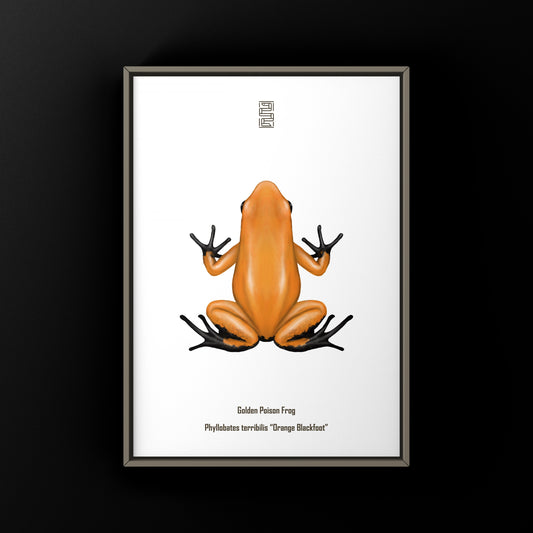 Orange Blackfoot Golden Poison Frog Art Print (Phyllobates terribilis) from The Silk Ranch