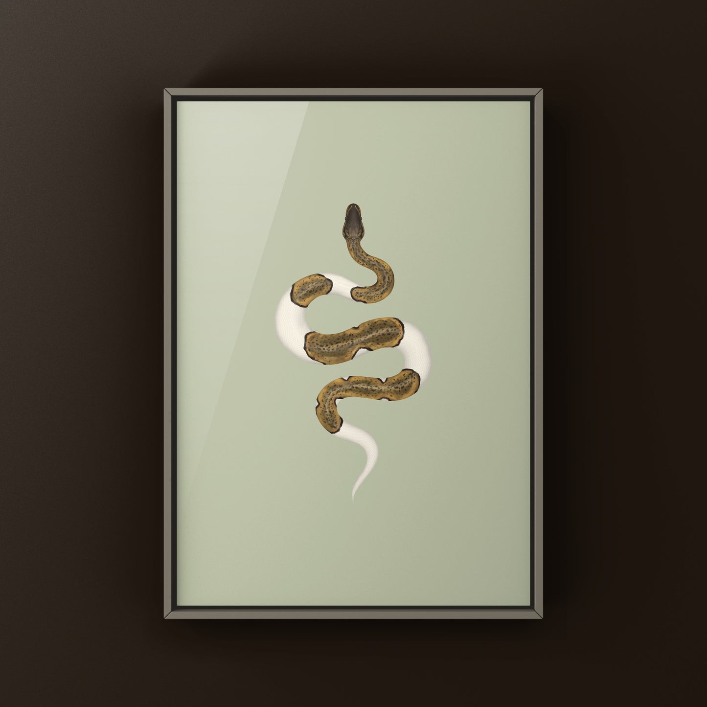 Monsoon Pied Ball Python art print showing detailed python illustration on high-quality paper by The Silk Ranch