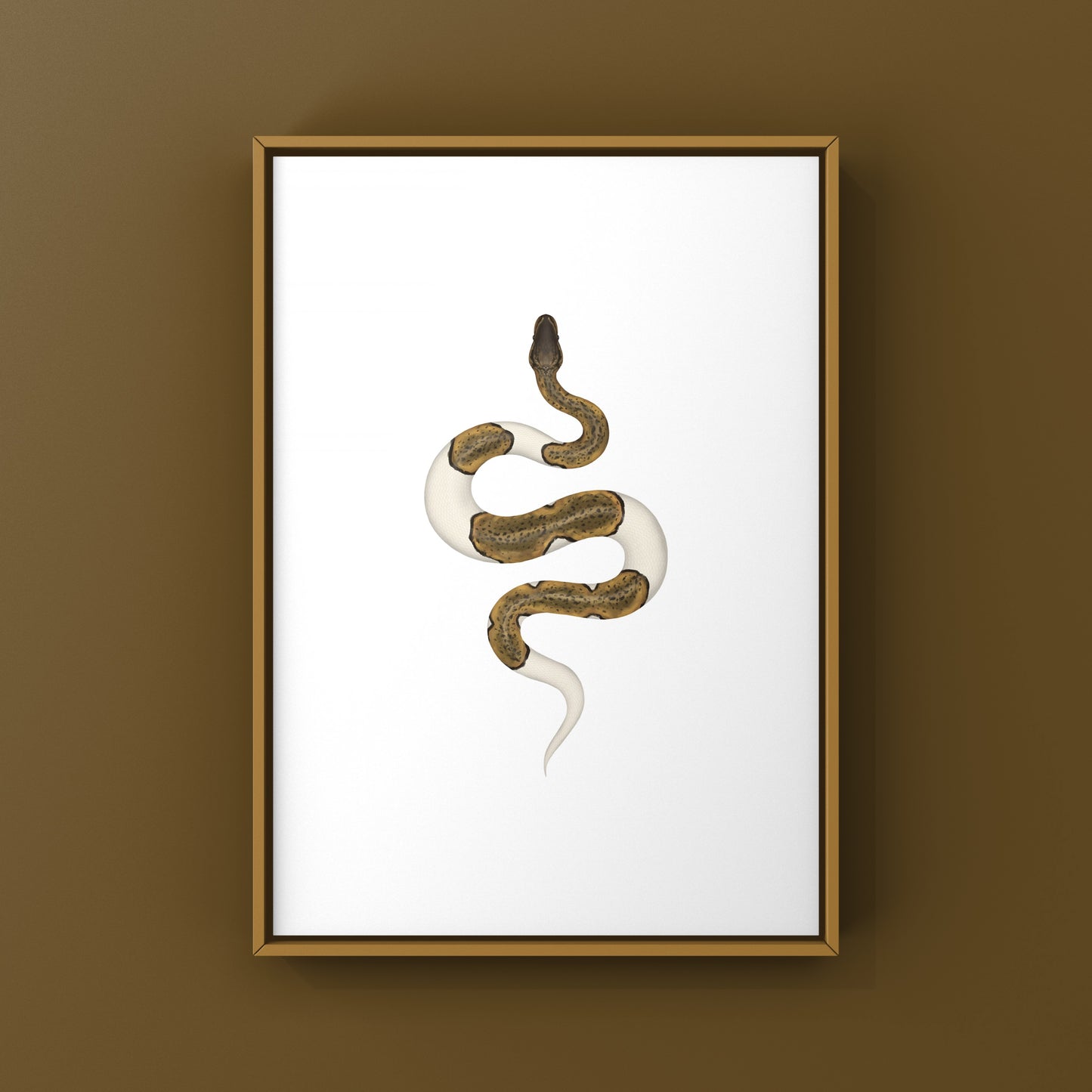 Monsoon Pied Ball Python art print by The Silk Ranch, featuring detailed illustration of Python regius on white background.