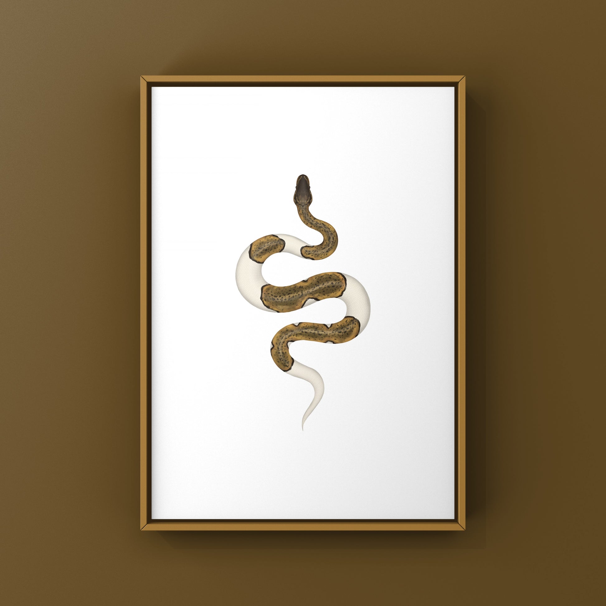 Monsoon Pied Ball Python art print by The Silk Ranch, featuring detailed illustration of Python regius on white background.