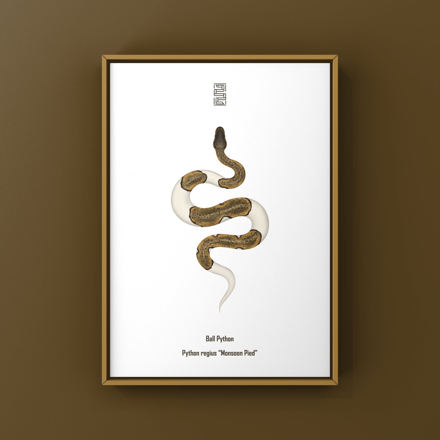 Monsoon Pied Ball Python art print by The Silk Ranch showing a detailed image of a Python regius with pied pattern.