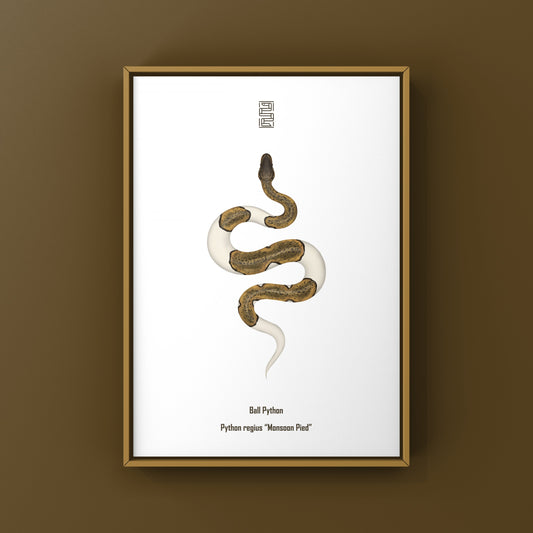Monsoon Pied Ball Python Art Print (Python regius) from The Silk Ranch