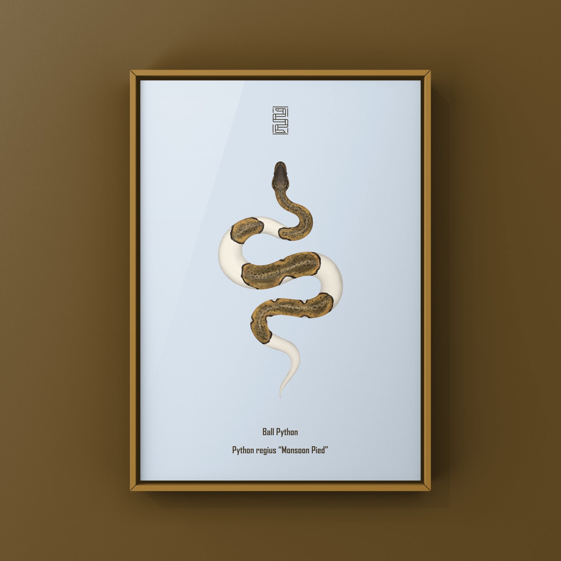 Monsoon Pied Ball Python art print featuring a Python regius snake with distinctive patterns, displayed as a detailed wall art piece.