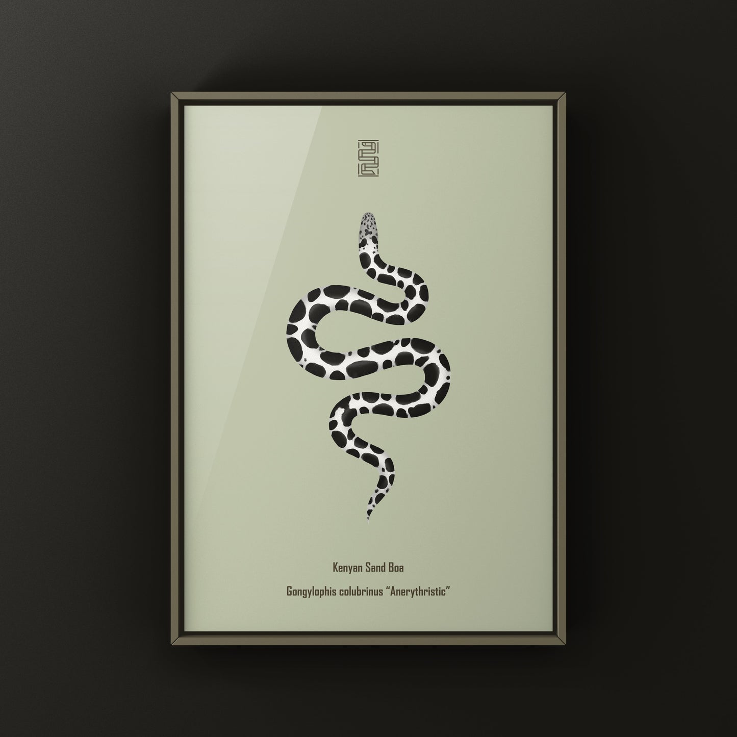 Anerythristic Kenyan Sand Boa art print featuring a detailed illustration of Gongylophis colubrinus on a neutral background.