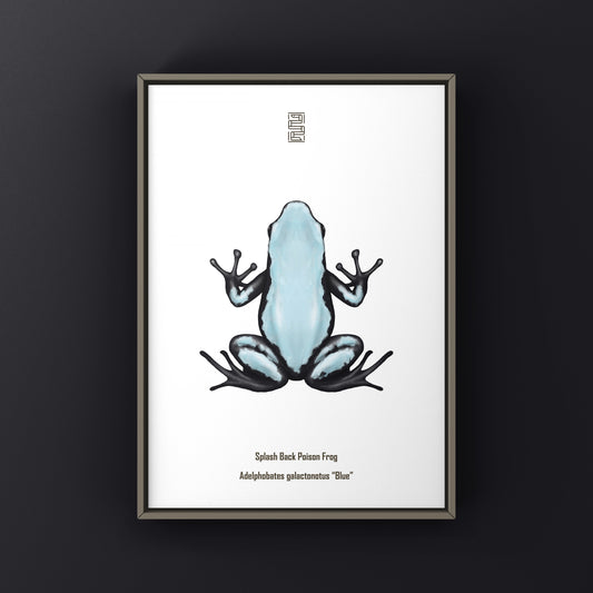 Blue Splash Back Poison Frog Art Print (Adelphobates galactonotus) from The Silk Ranch