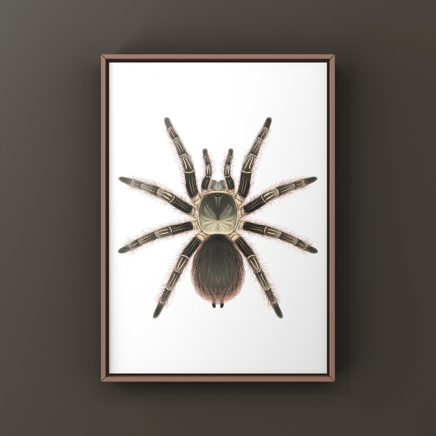 Pink Zebra Beauty Tarantula art print by The Silk Ranch showing a detailed close-up of Eupalaestrus campestratus tarantula on a neutral background.