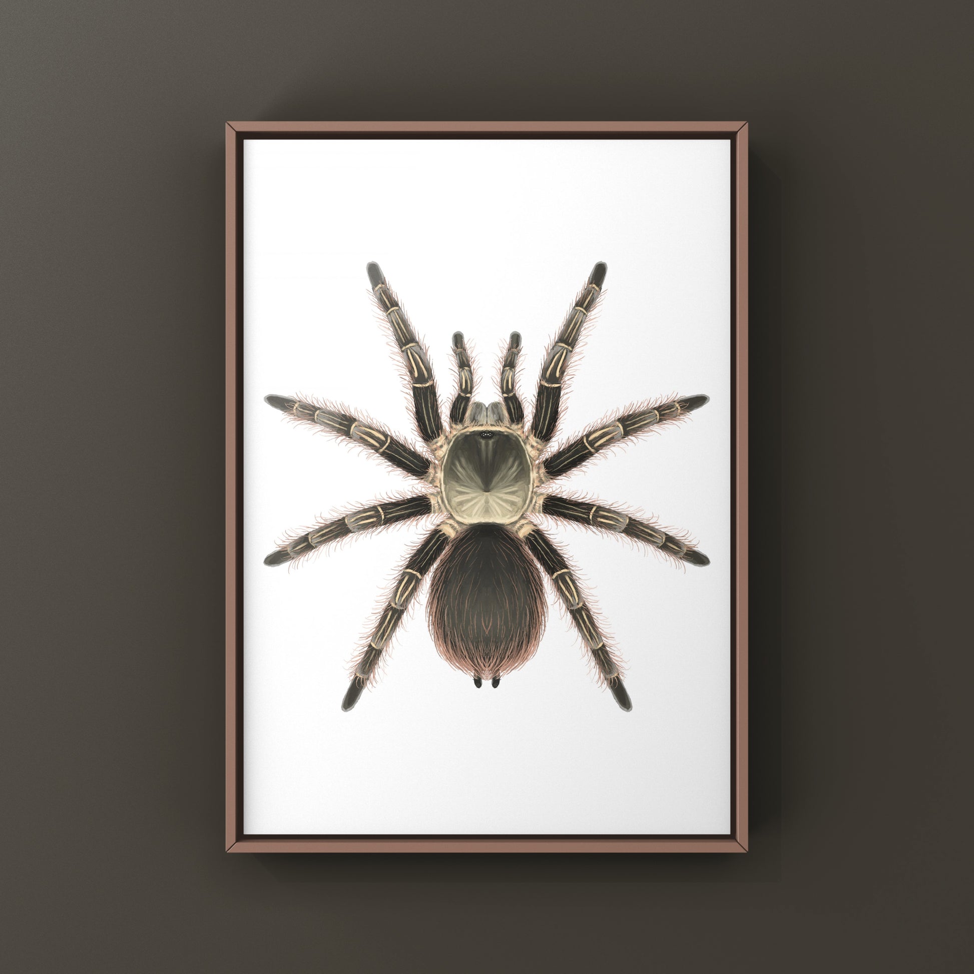 Pink Zebra Beauty Tarantula art print by The Silk Ranch showing a detailed close-up of Eupalaestrus campestratus tarantula on a neutral background.