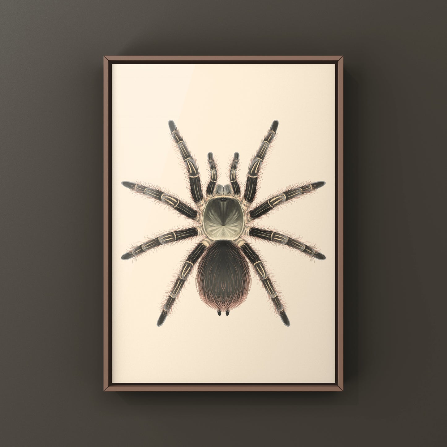 Pink Zebra Beauty tarantula art print featuring a detailed illustration of Eupalaestrus campestratus on white background.