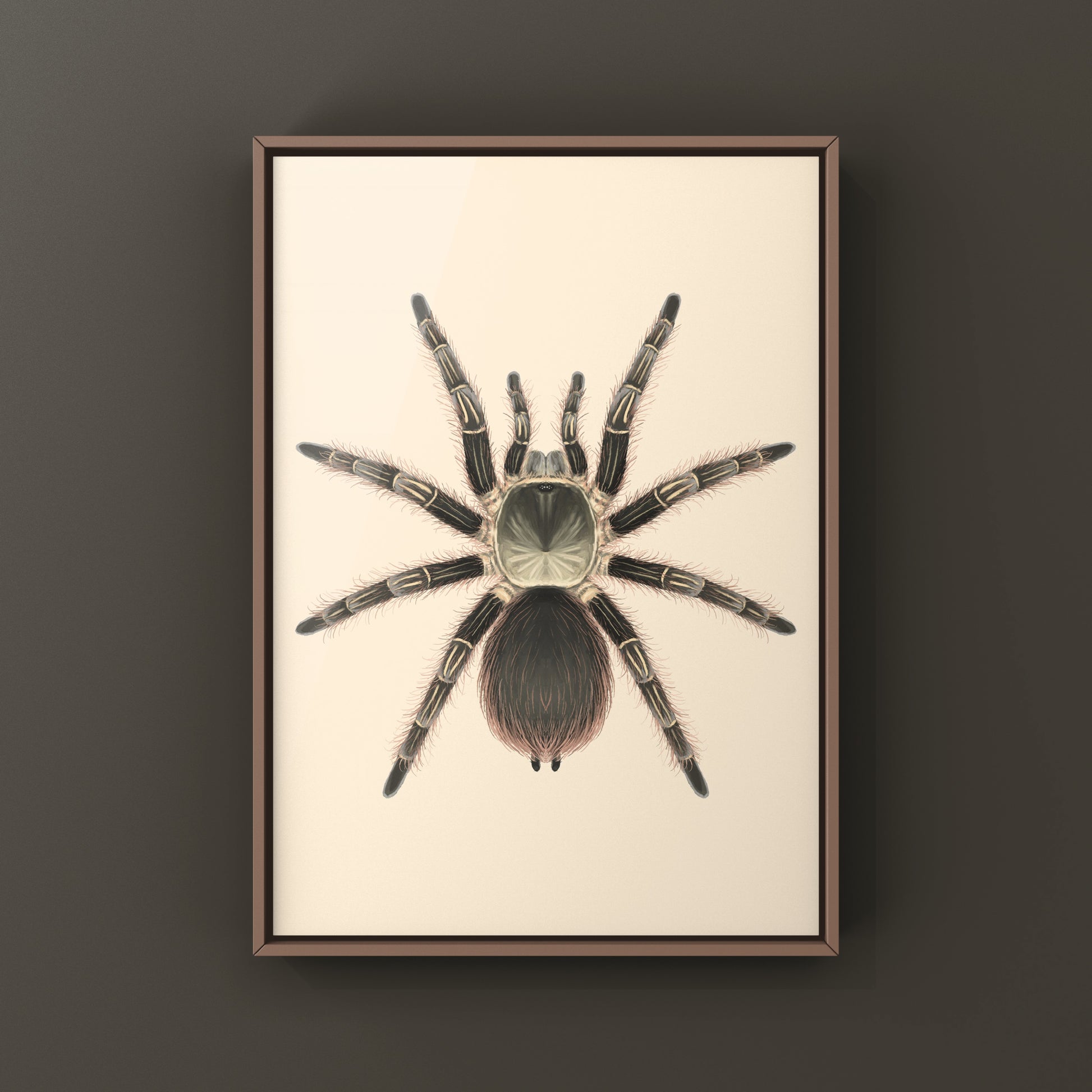 Pink Zebra Beauty tarantula art print featuring a detailed illustration of Eupalaestrus campestratus on white background.