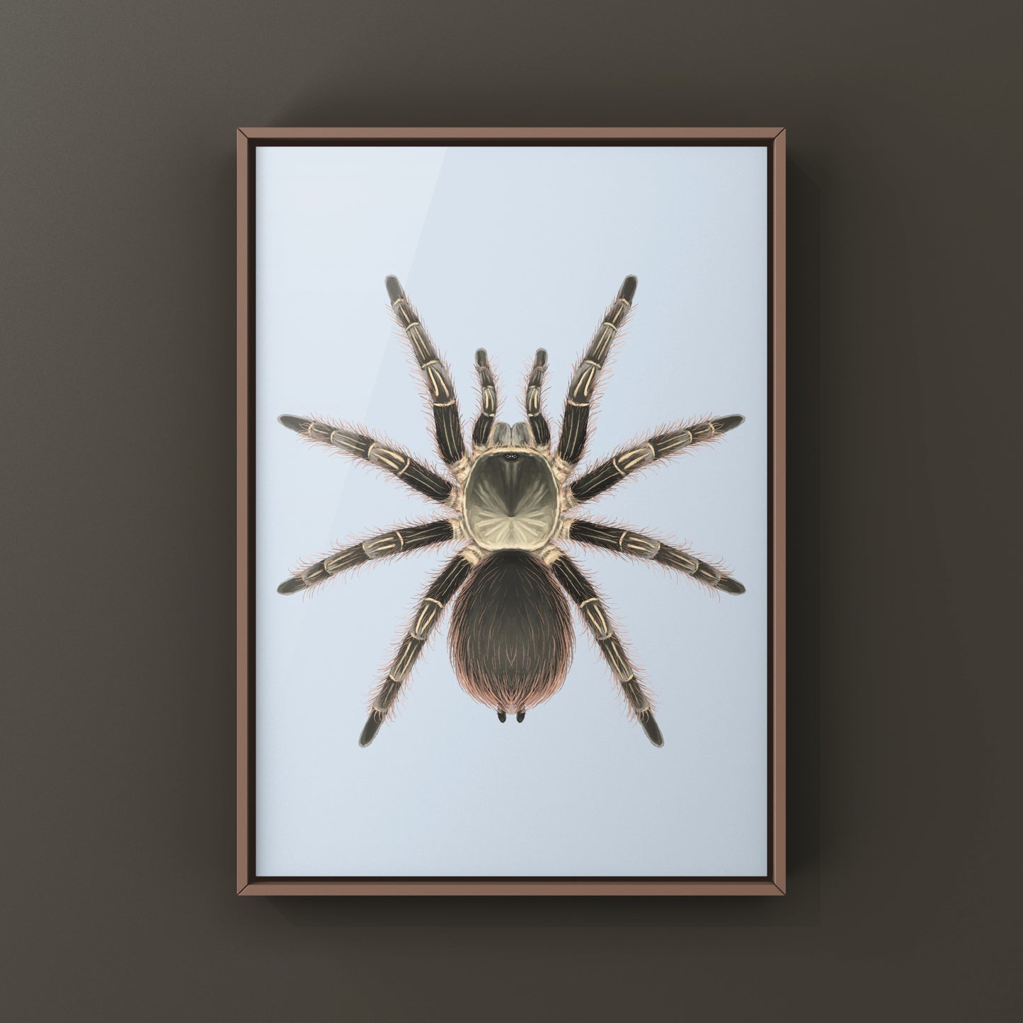 Pink Zebra Beauty Tarantula art print featuring Eupalaestrus campestratus from The Silk Ranch, showcasing detailed, vibrant spider artwork.