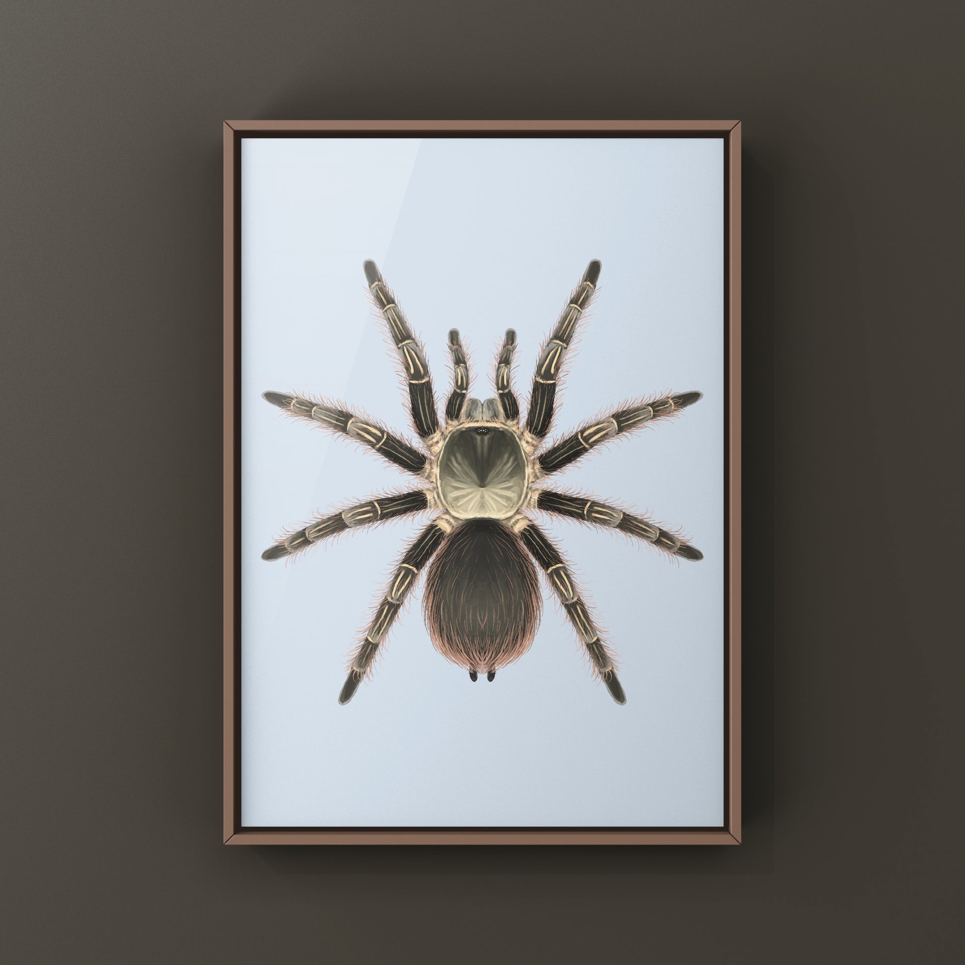 Pink Zebra Beauty Tarantula art print featuring Eupalaestrus campestratus from The Silk Ranch, showcasing detailed, vibrant spider artwork.